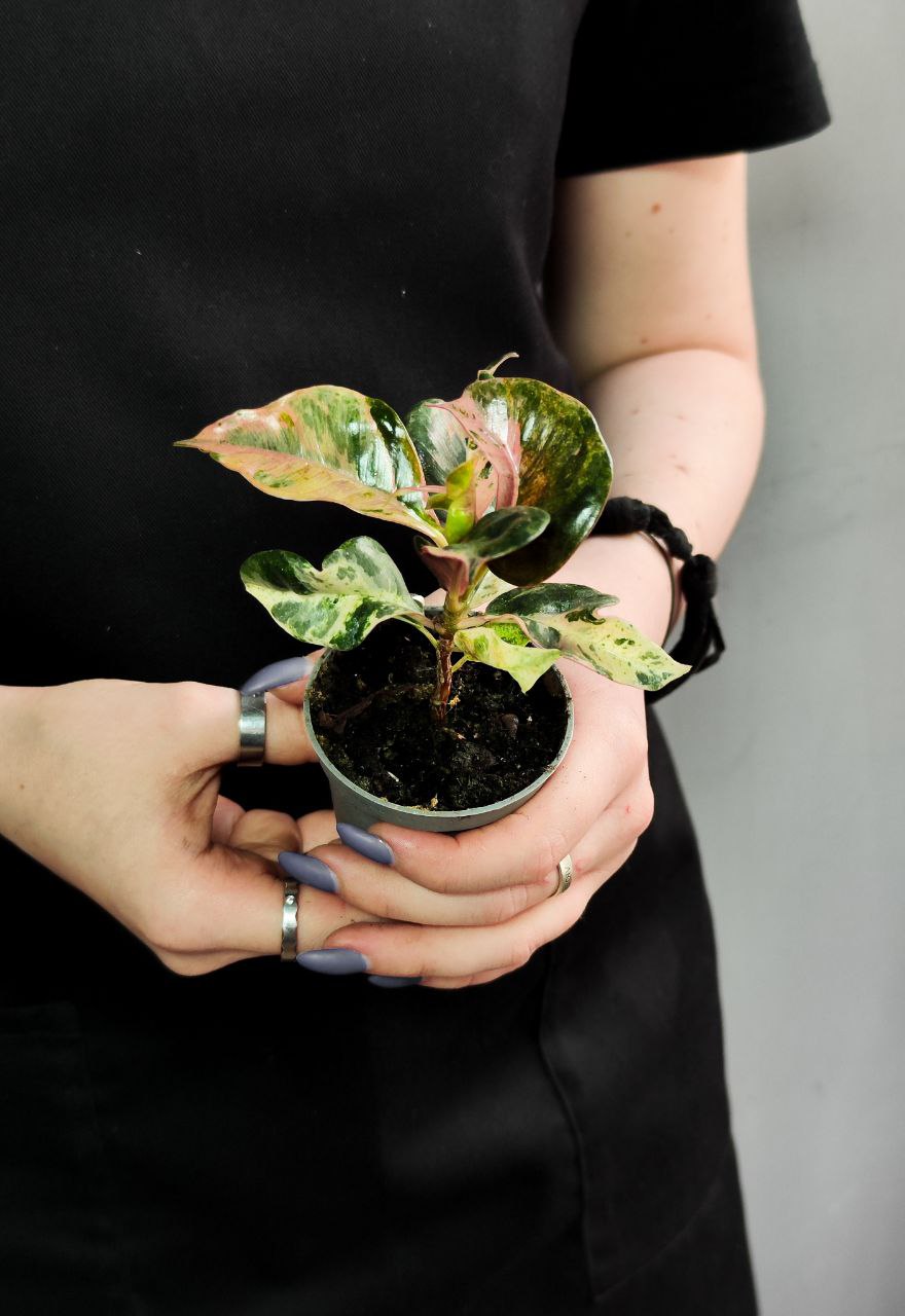 Фикус Эластика Шривериана Муншайн (Ficus Elastica Shivereana cv Moonshine) D6см