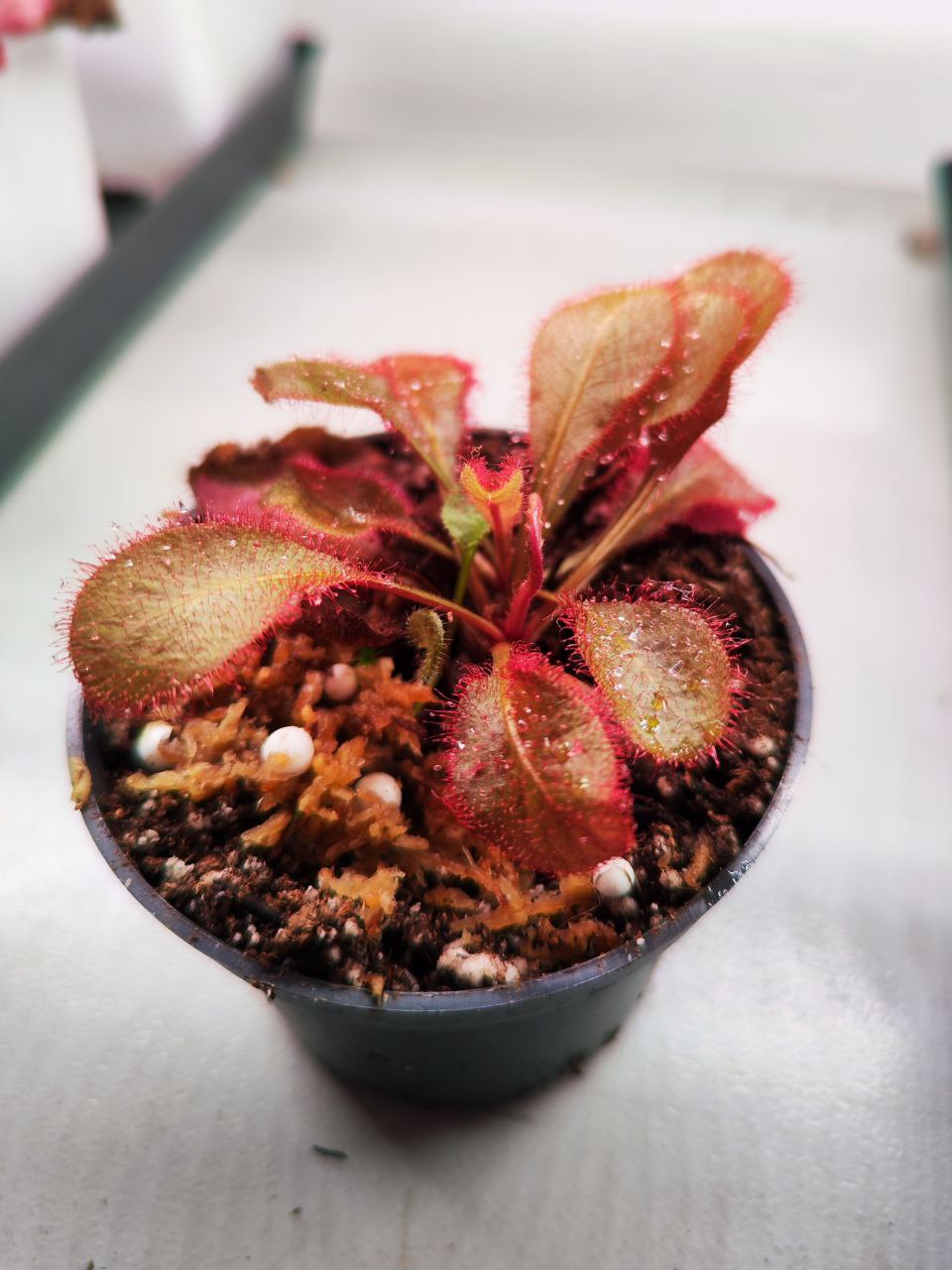 Росянка Андромеда (Drosera Andromeda) D6см