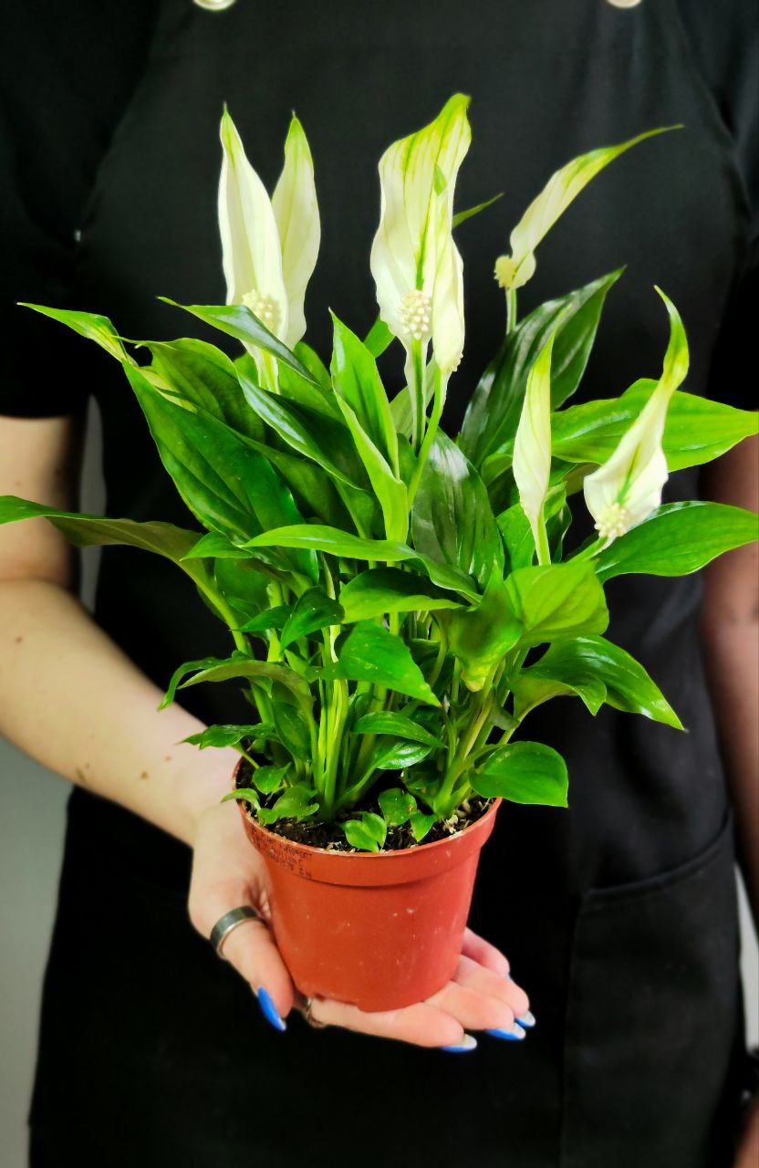 Спатифиллум Шопен (Spathiphyllum Chopin) D9см
