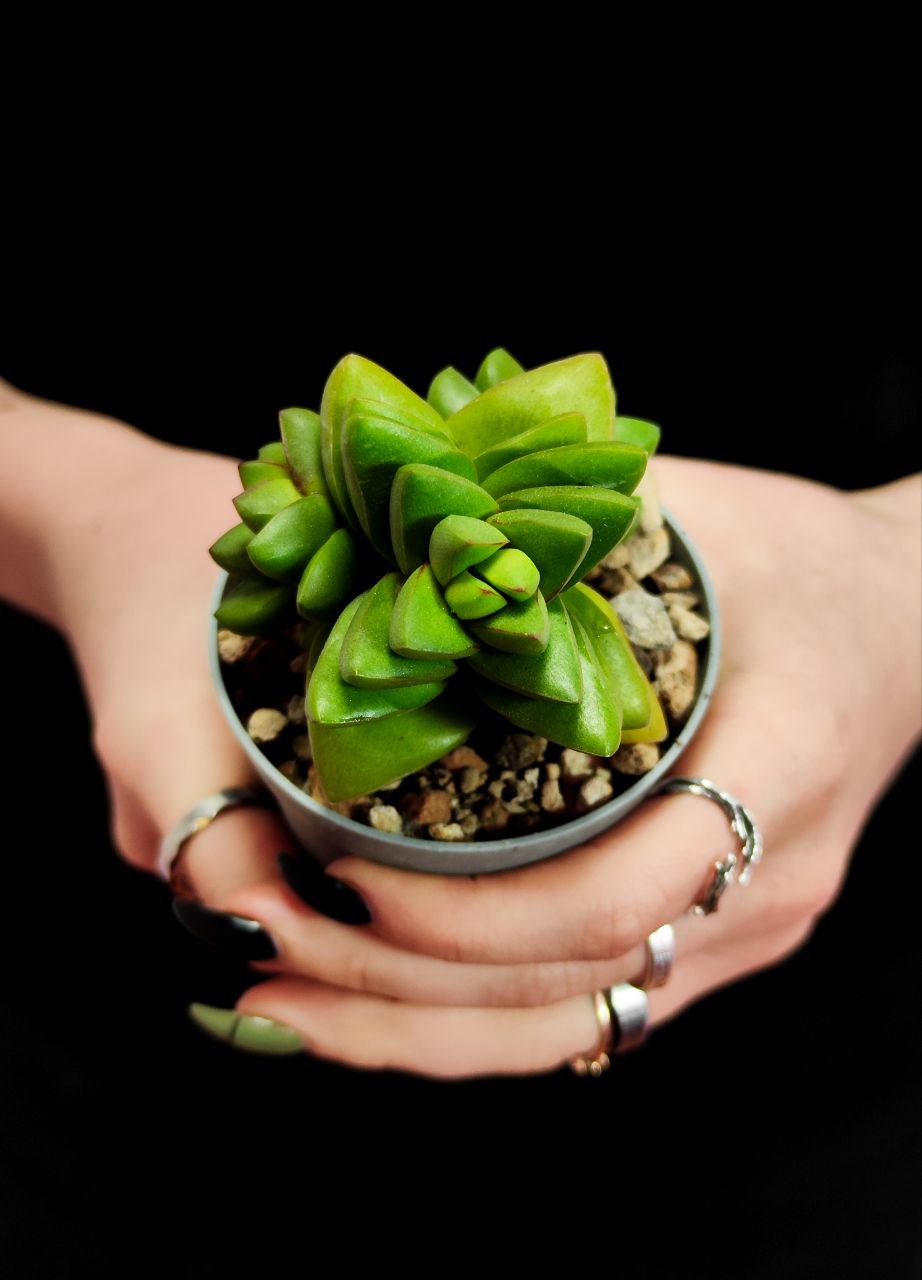 Крассула Бенджамин (Crassula Benjamin) D6,5см