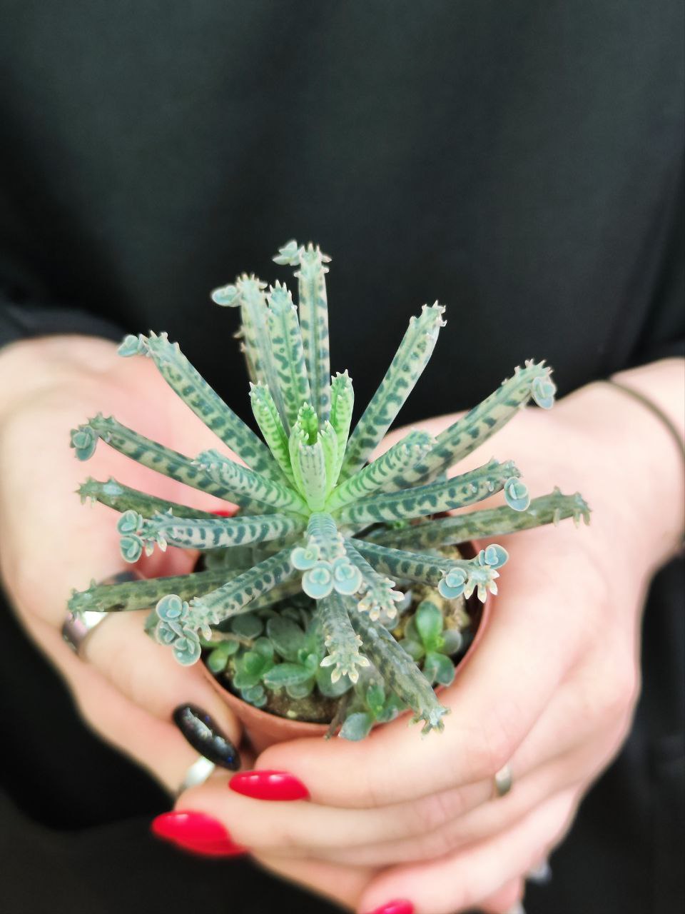 Каланхоэ Тубифлора, или Трубкоцветное (Kalanchoe Tubiflora) D5см