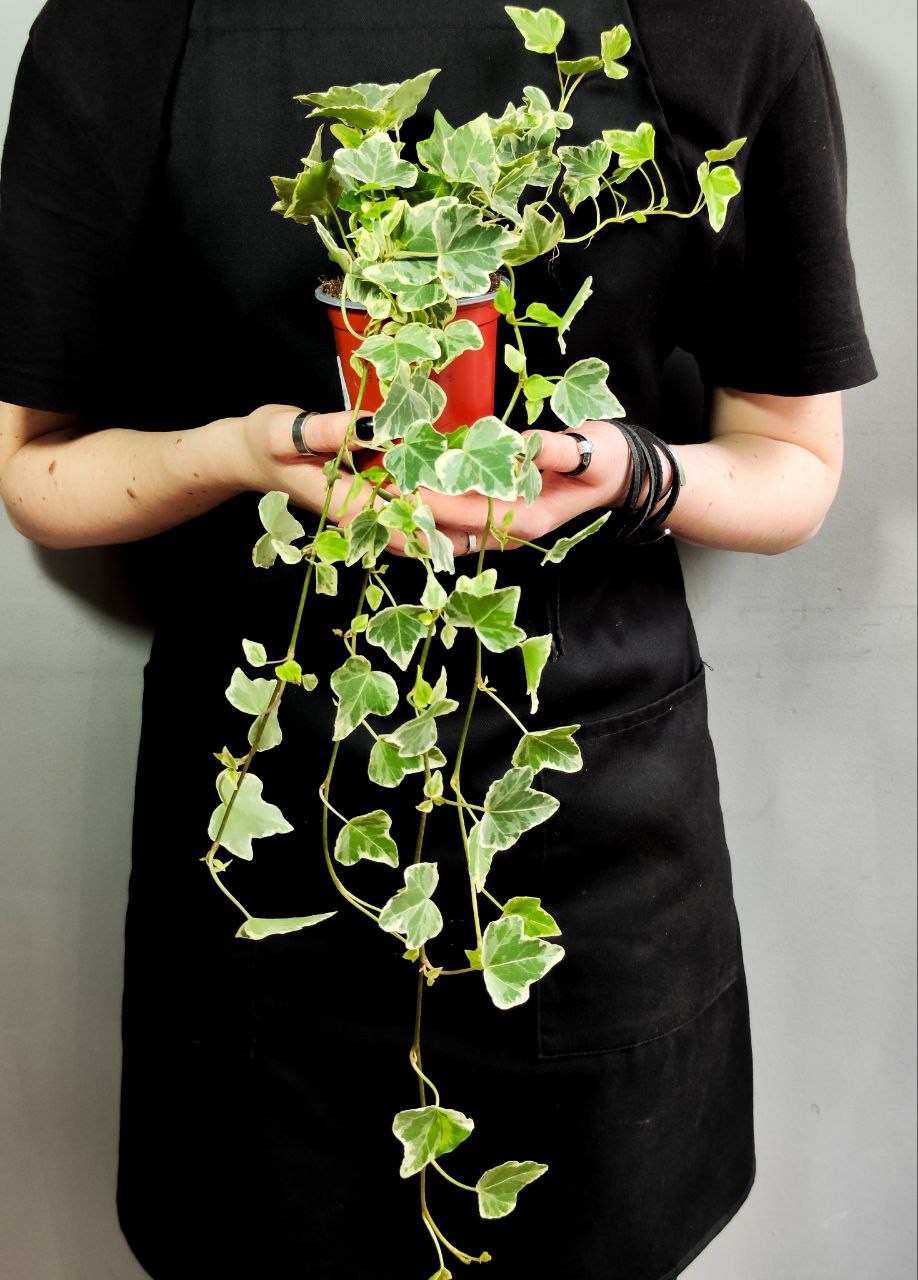 Хедера Хеликс Вариегата, Плющ (Hedera Helix Variegata) D9см