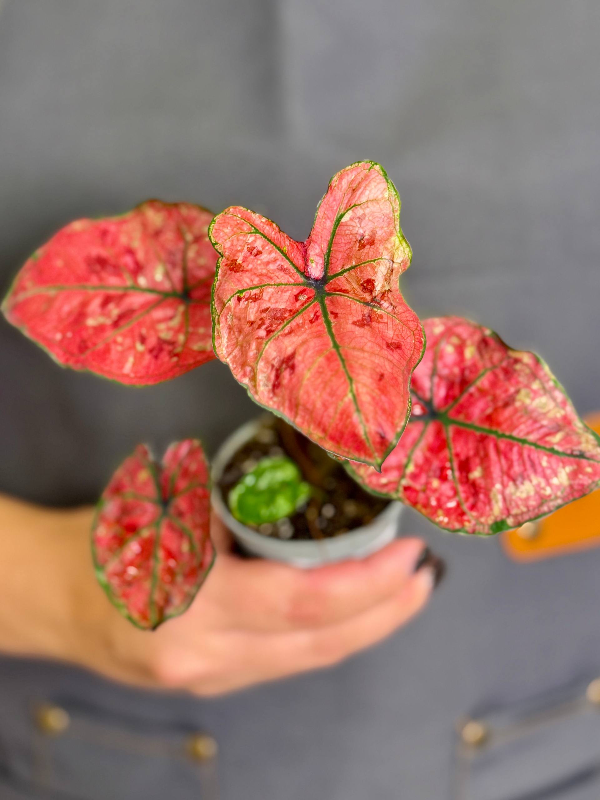 Каладиум Хейди (Caladium Heidi) D6см