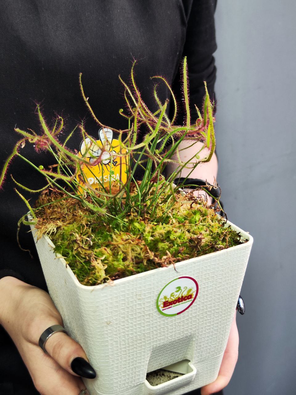 Росянка Бината (Drosera Binata) пересаженная 12см