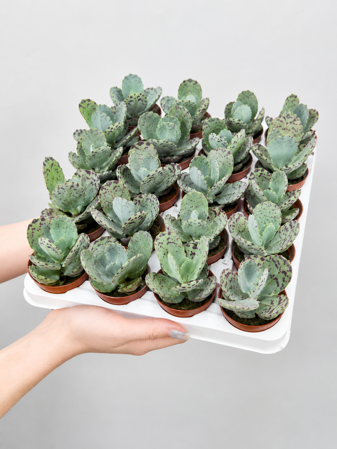 Каланхоэ Мраморное (Kalanchoe Marmorata) D5см