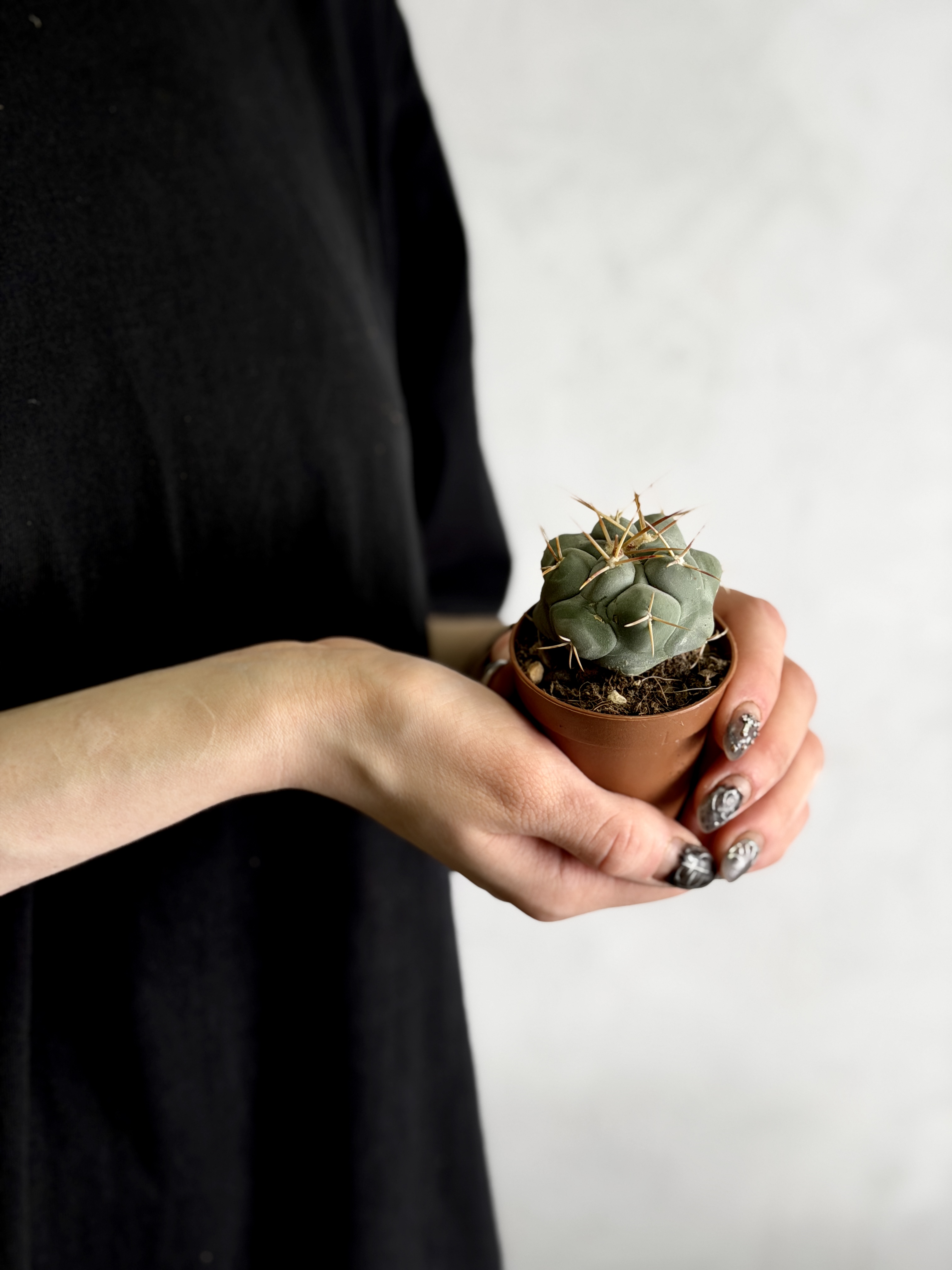 Телокактус Гексаэдрофорус (Thelocactus Hexaedrophorus) D5см