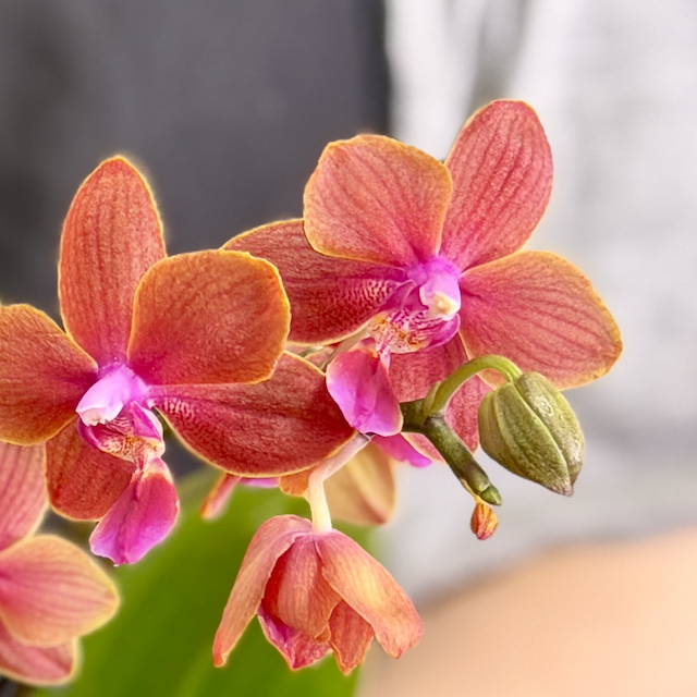 Фаленопсис Дасти Белл (Phalaenopsis Dusty Belle) D9см