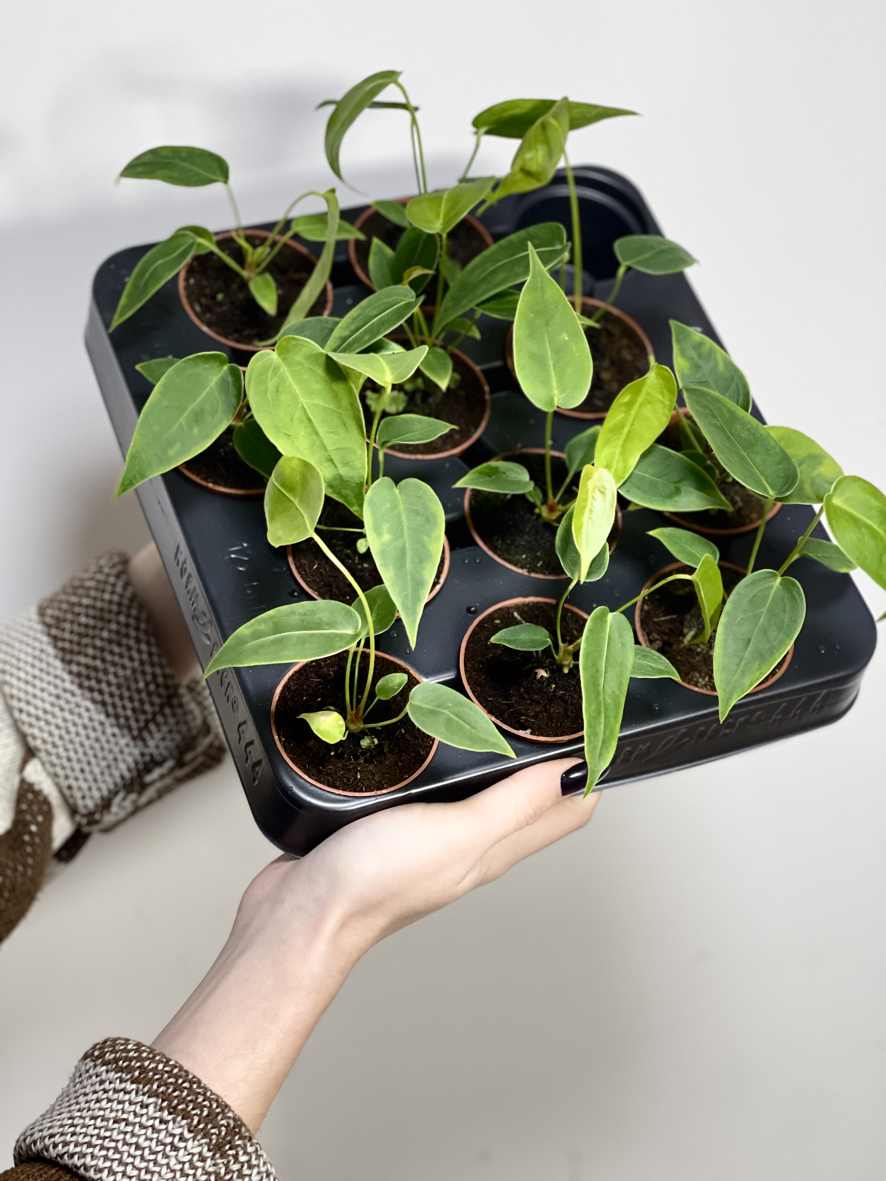 Антуриум Пелтигерум (Anthurium Peltigerum) D6см