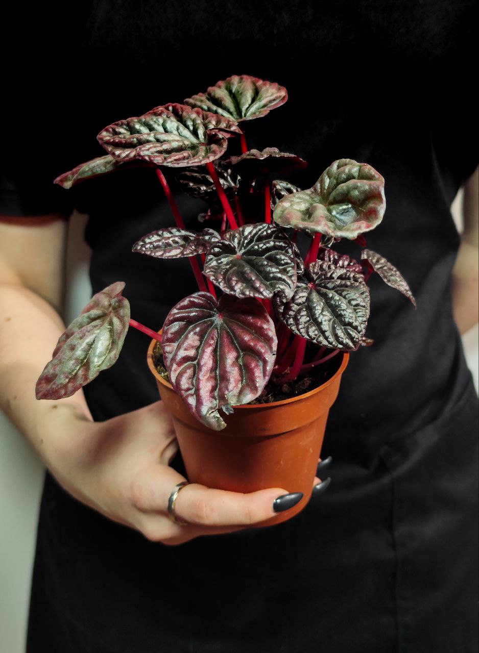 Пеперомия Каперата Ред Луна (Peperomia Caperata Luna Red) D8см