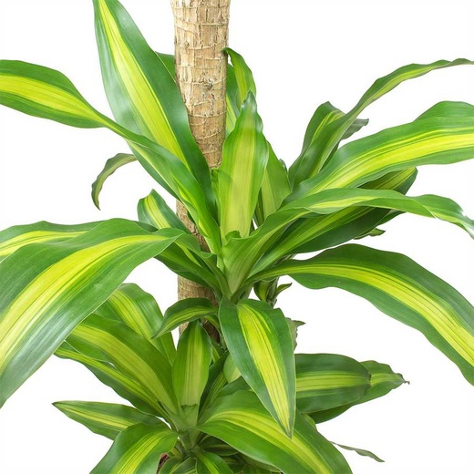 Драцена Голден Коаст (Dracaena Gold Coast)