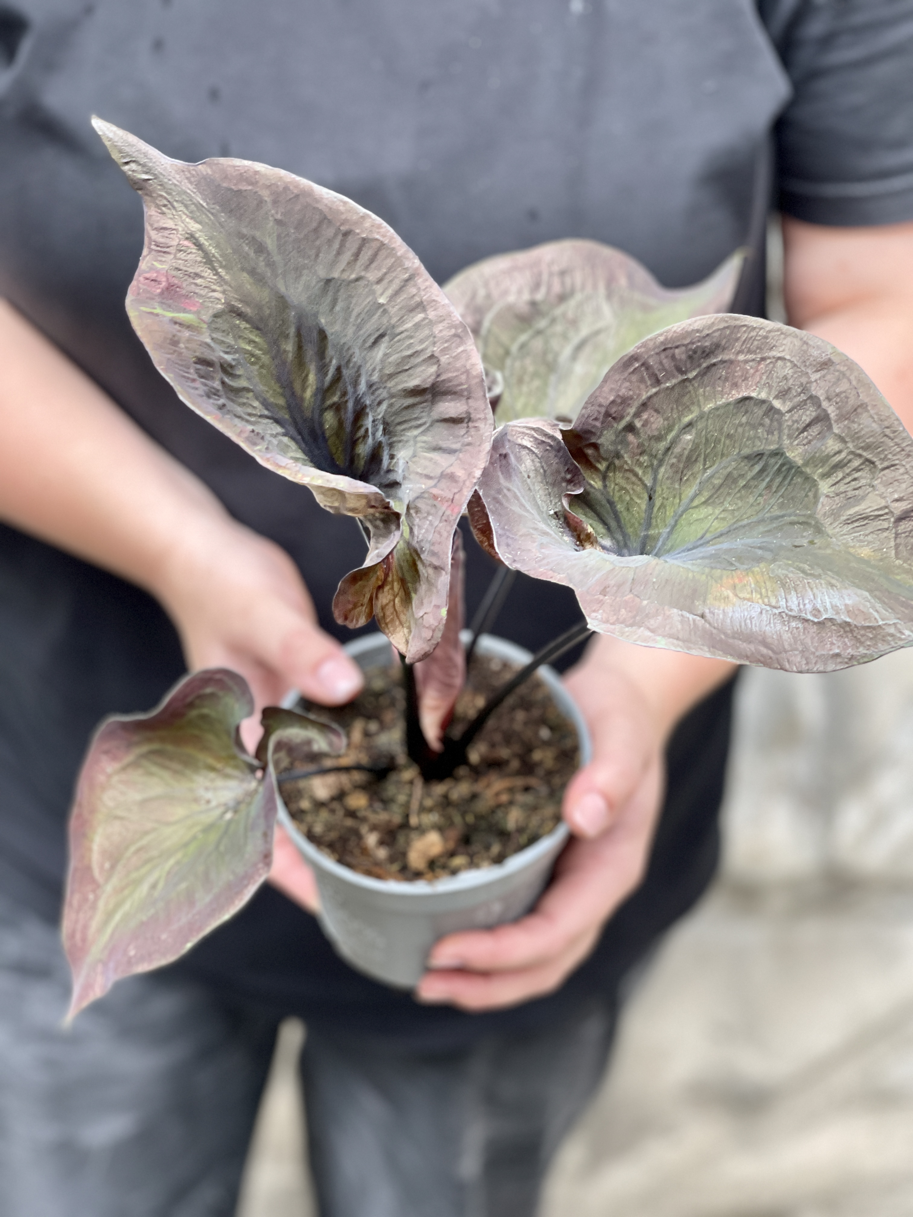 Каладиум Блэк Гибрид (Caladium Black Hibrid) D12см