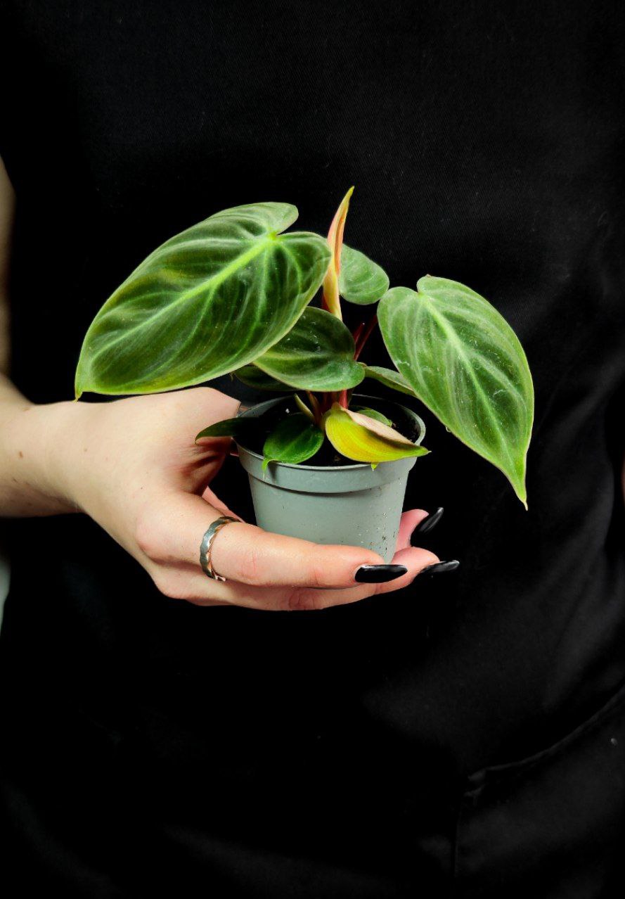 Филодендрон Эль Чоко Ред (Philodendron El Choco Red) D6см