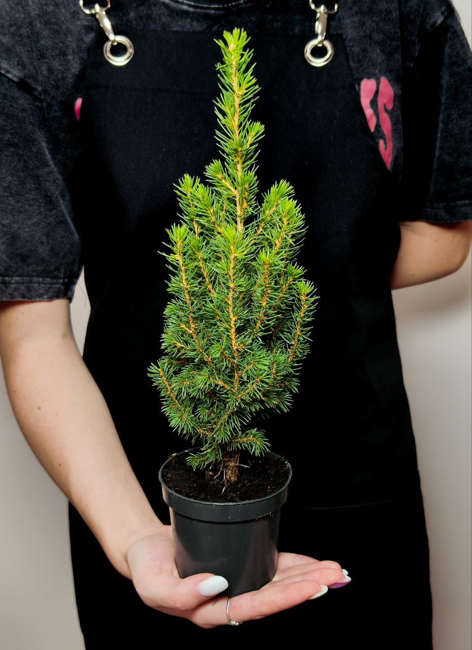 Ель Глаука Перфекта (Picea Glauca Perfecta) D9см, живая елка в горшке