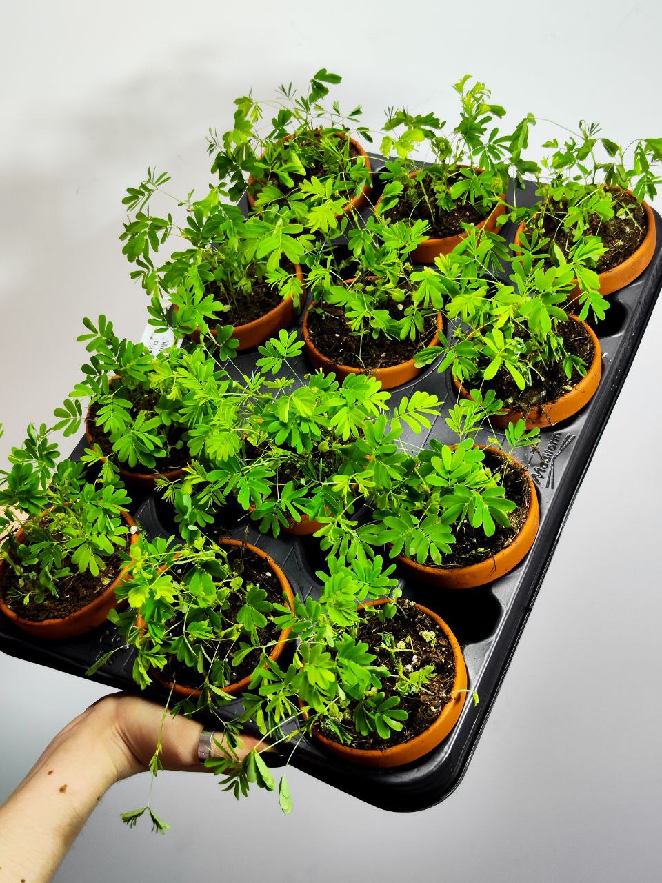 Стыдливая Мимоза (Mimosa Pudica) D9см
