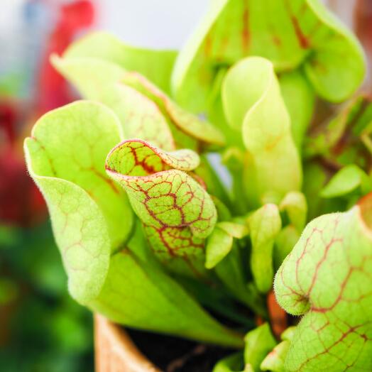 Саррацения Веноза Зеленая (Sarracenia Venosa Green) D9см