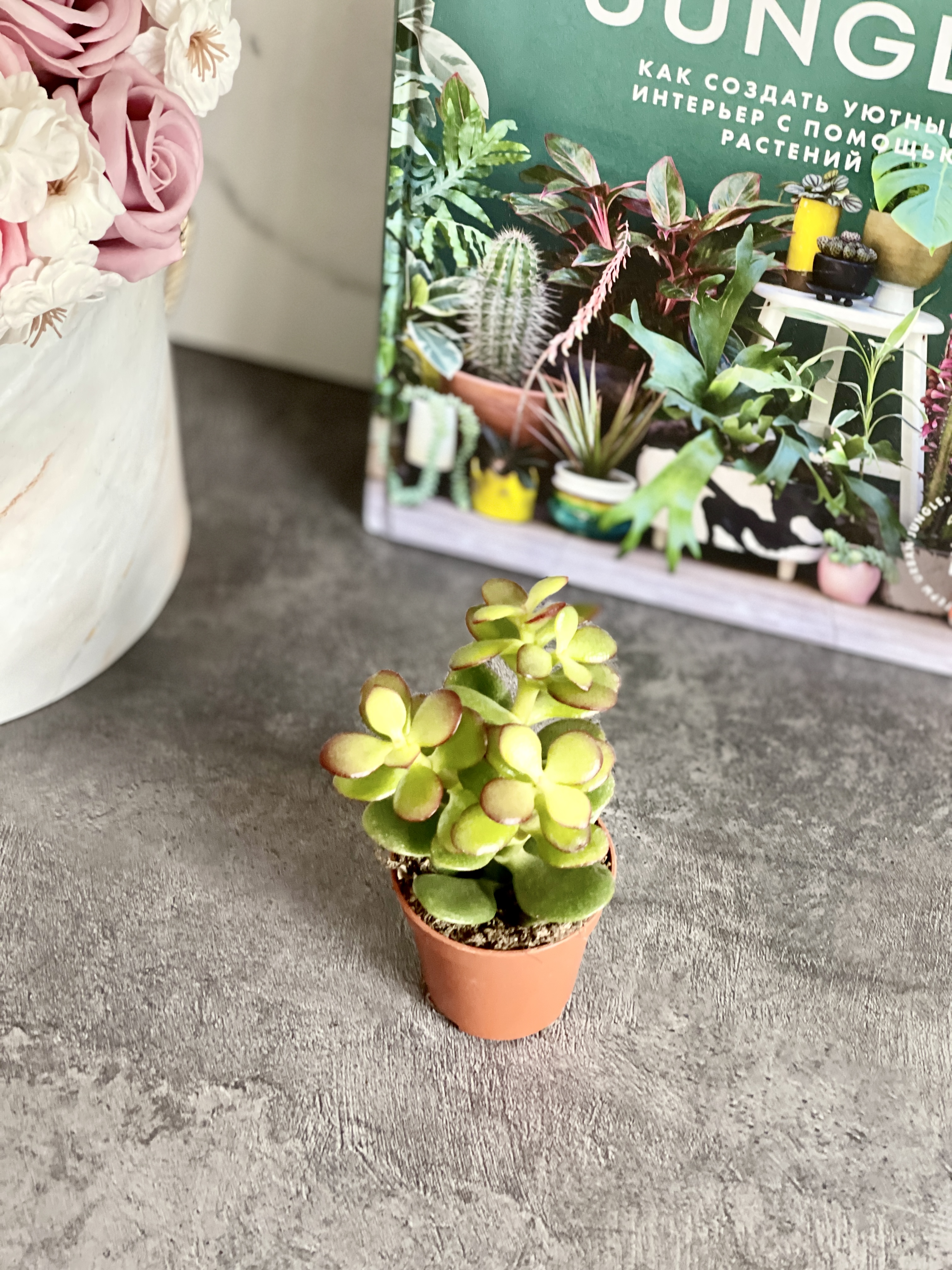 Крассула Овата Минор (Crassula Ovata Minor) D5см