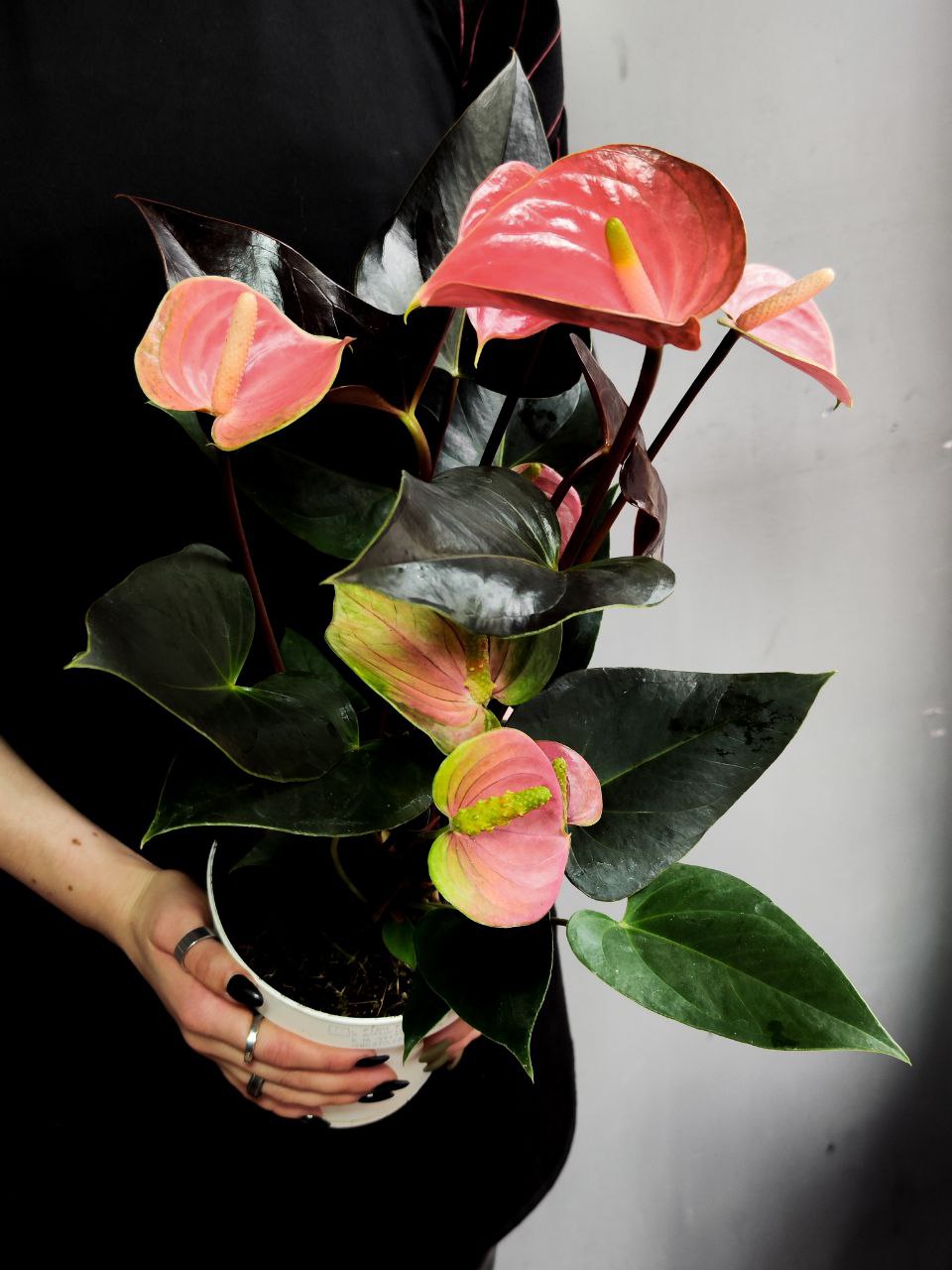 Антуриум Андреанум Рейнбоу Чемпион (Anthurium An Rainbow Champion) D14см