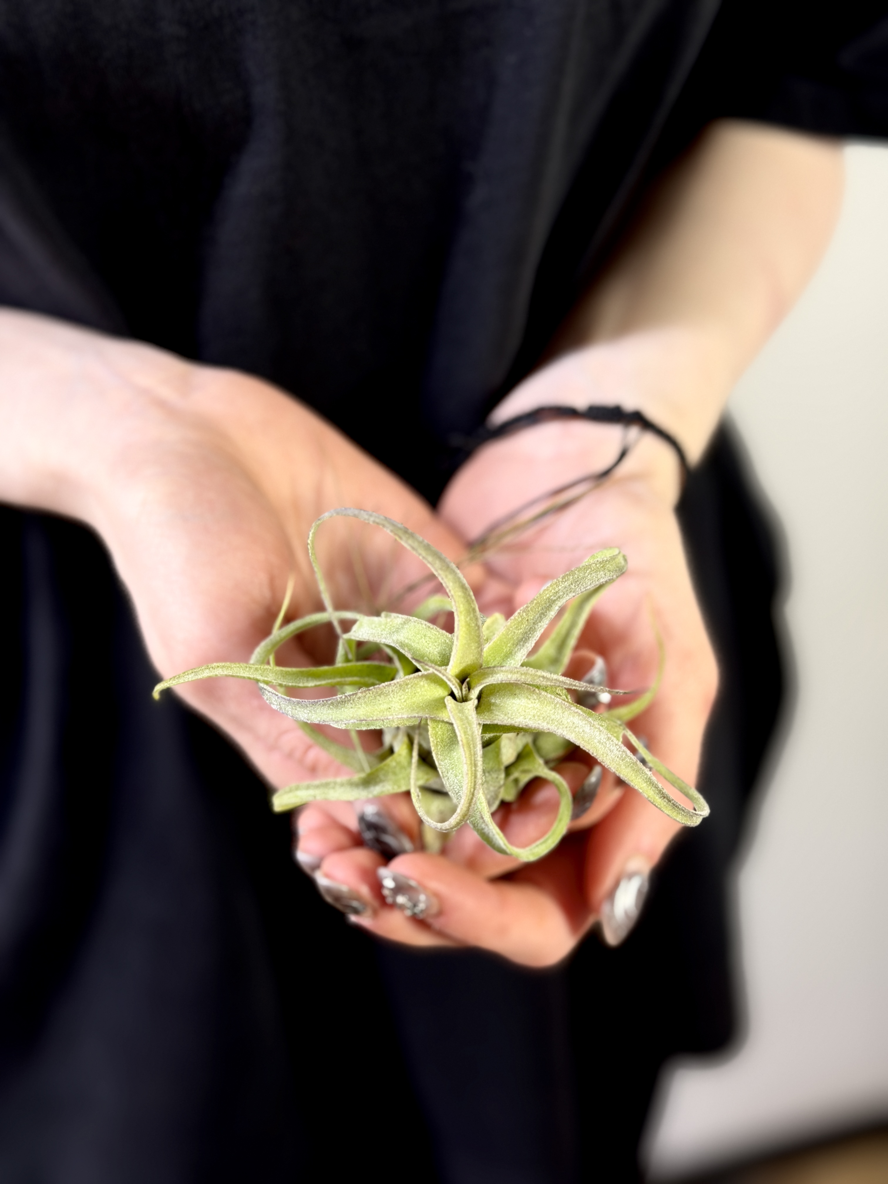 Тилландсия Стрептофилла Мини (Tillandsia Streptophylla Mini)