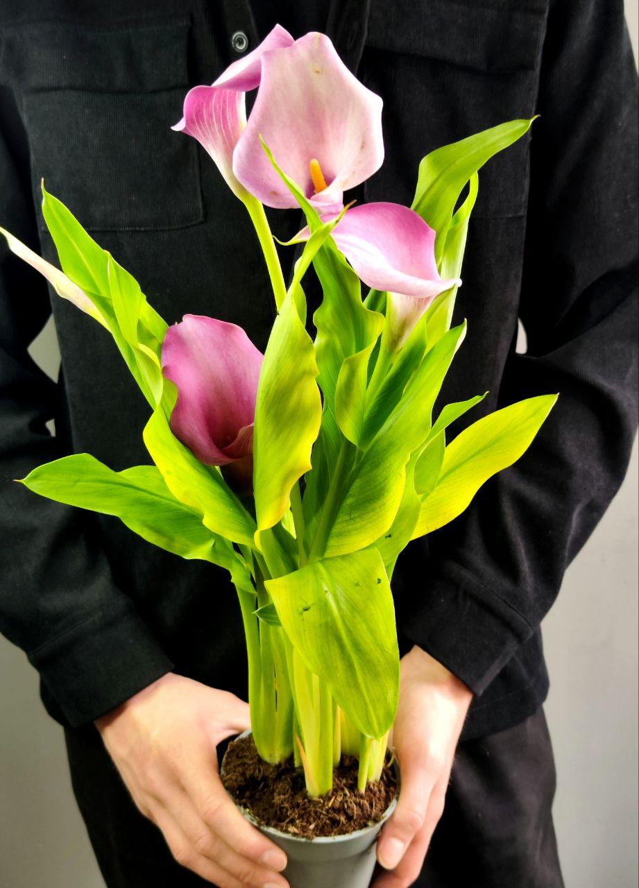 Зантедеския Розовая (Zantedeschia Pink) D12см