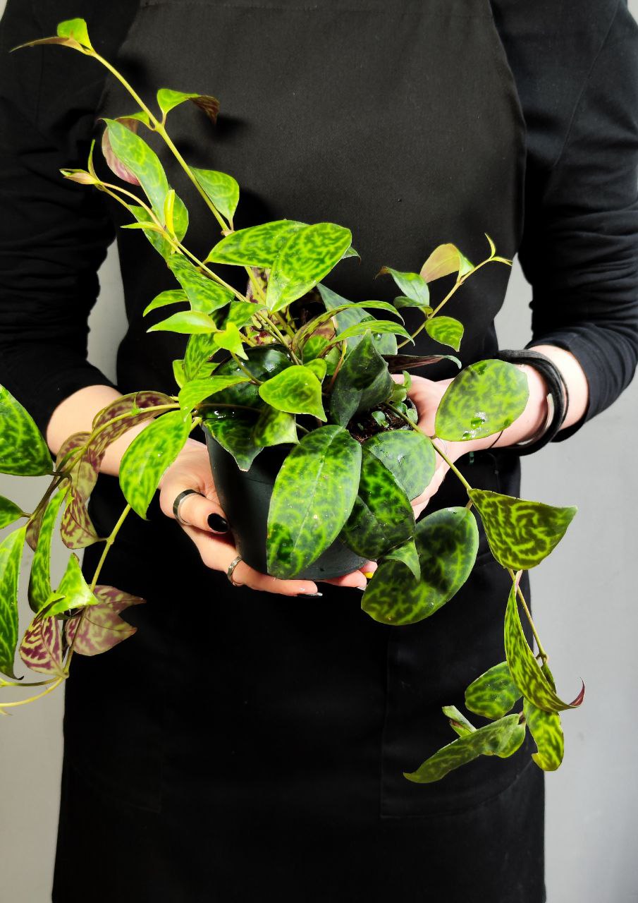 Эсхинантус Марморатус (Aeschynanthus Marmoratus) D12см
