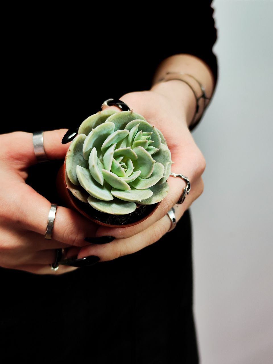 Эхеверия Грей Принц (Echeveria Grey Prince) D5см