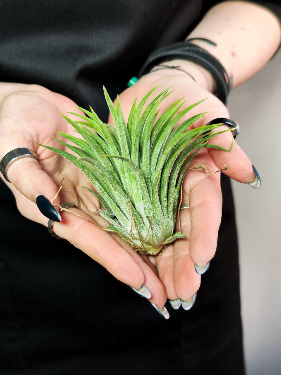 Тилландсия Ионанта Зеленая XL (Tillandsia Ionantha Green XL)