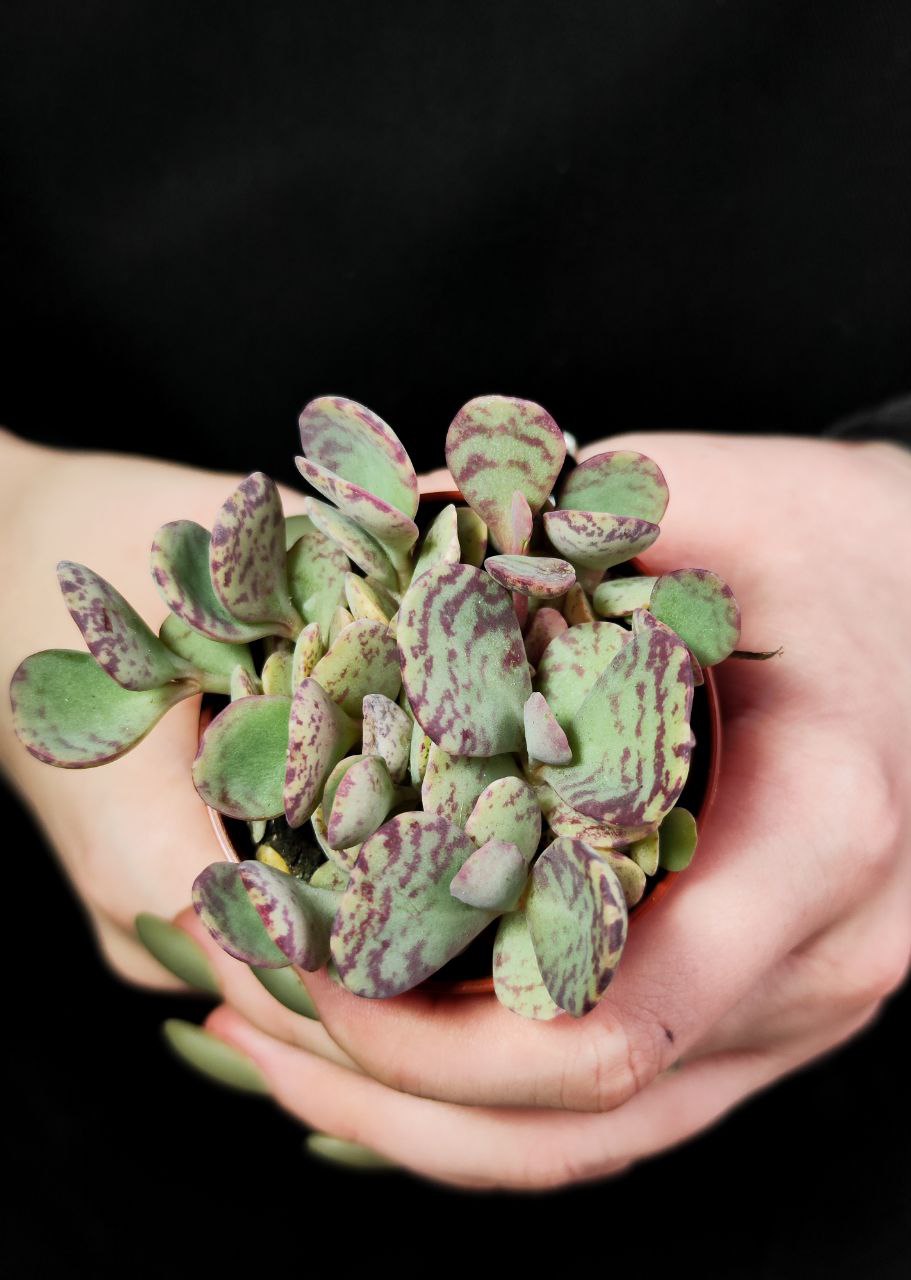Каланхоэ Хумилис Груп (Kalanchoe Humilis Group) D5см