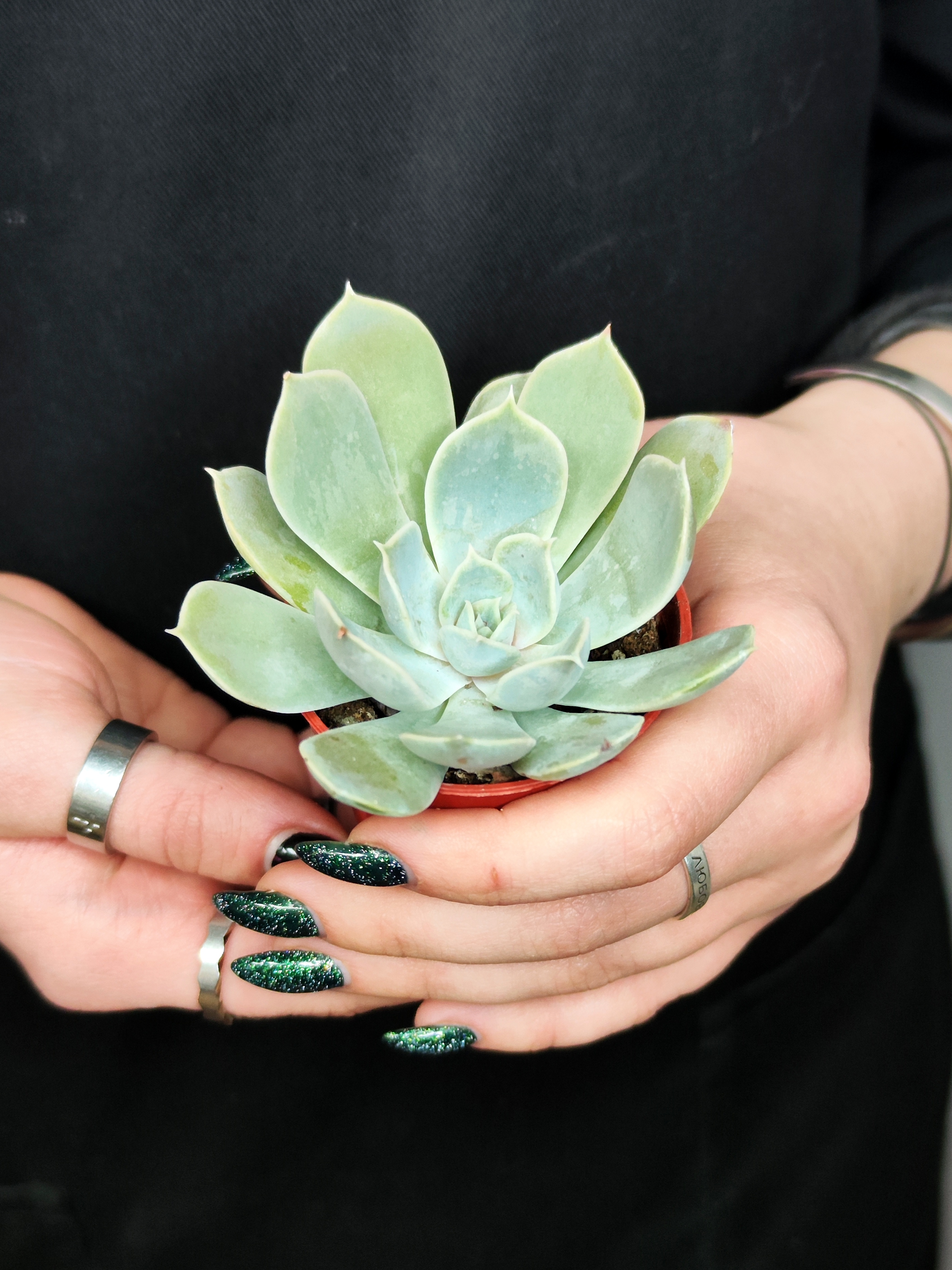 Эхеверия Электра (Echeveria Electra) D5см