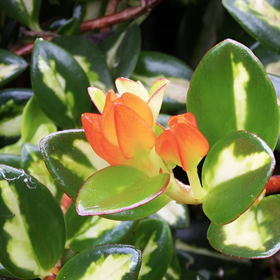 Нематантус Вариегатный, или Золотая Рыбка (Nematanthus Variegated) D6см