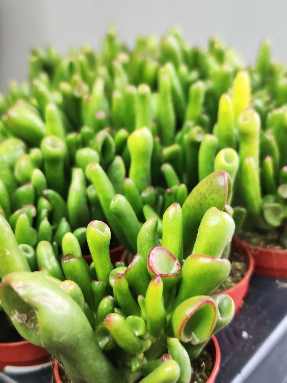 Крассула Корал (Crassula Coral) D5см