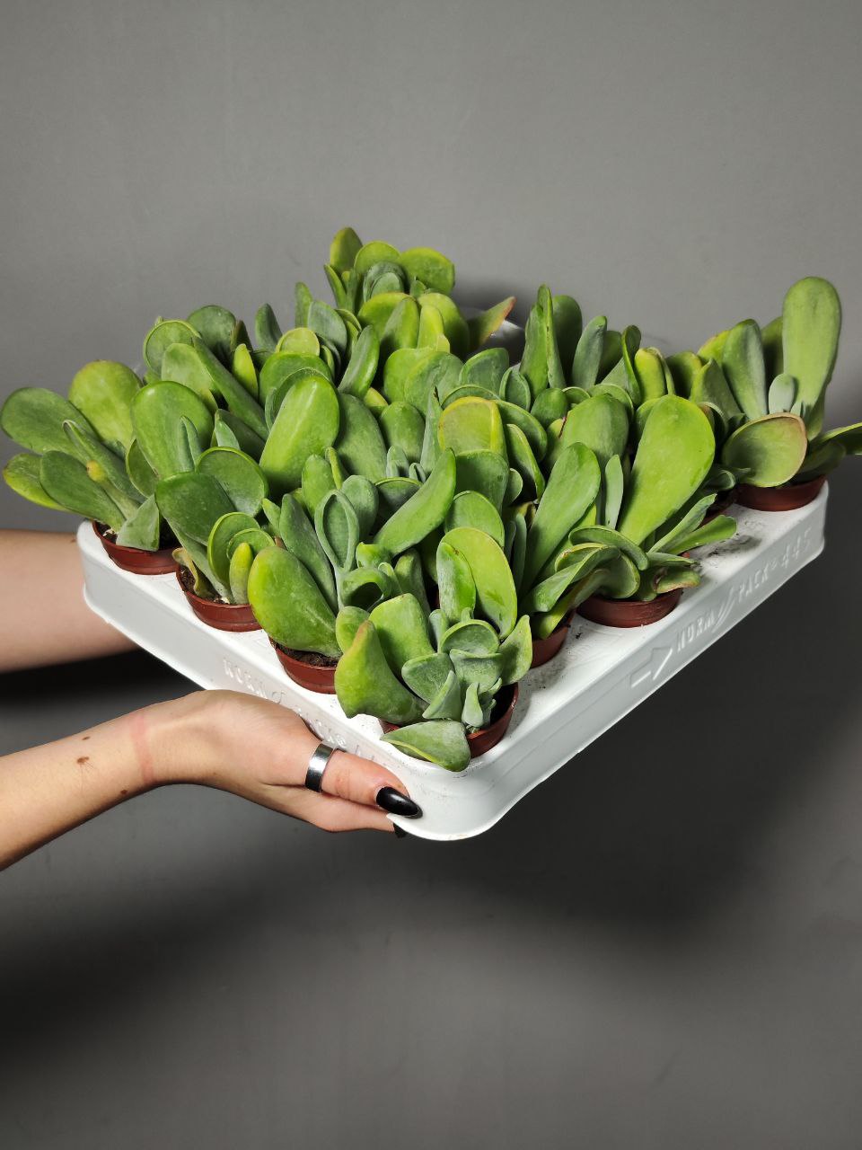 Каланхоэ Орикула Грин (Kalanchoe Oricula Green) D5см
