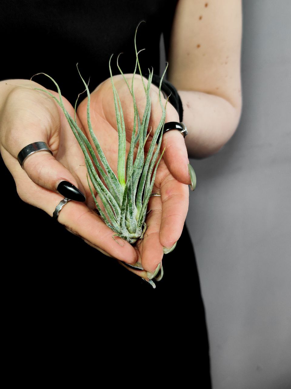 Тилландсия Элерсиана (Tillandsia Ehlersiana)