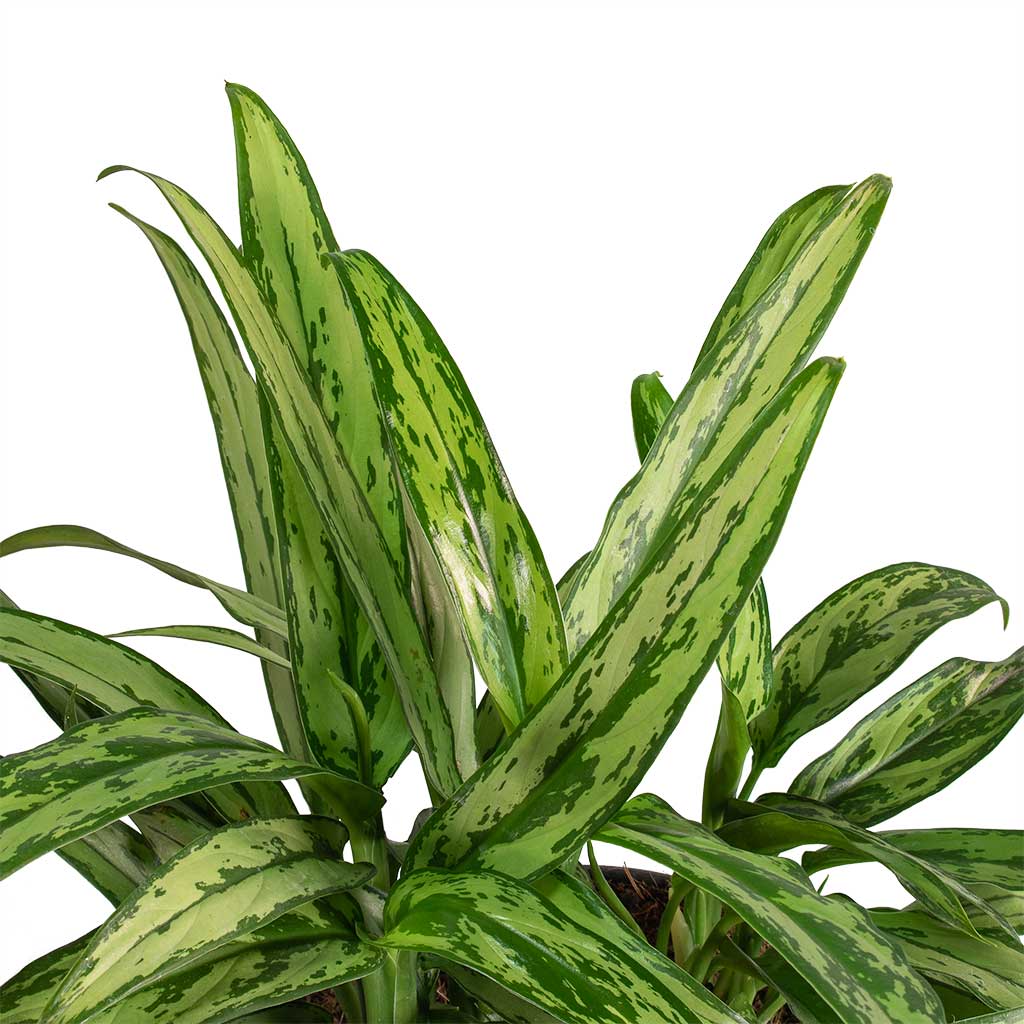 Аглаонема Кутласс (Aglaonema Cutlass) D12см