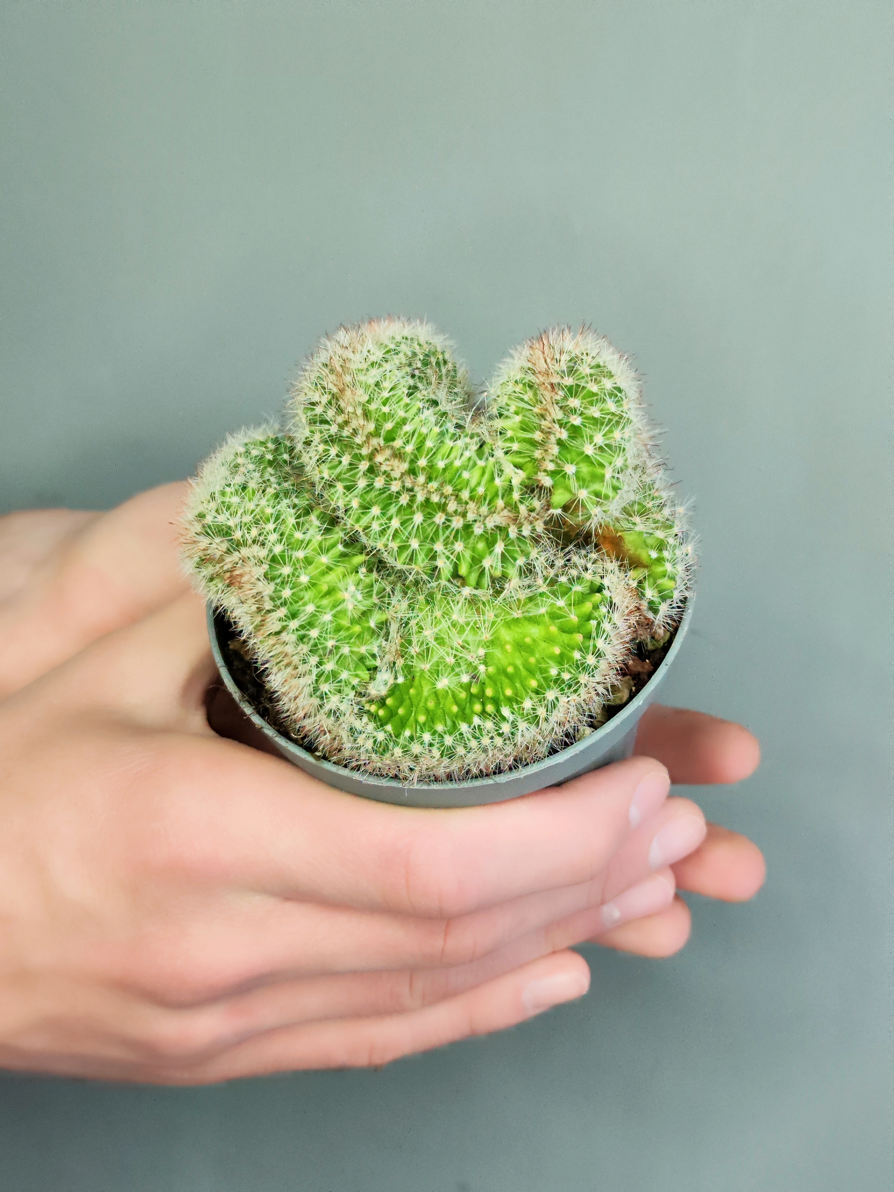 Маммилярия Эрнеста Крестата (Mammillaria Ernestii Crestata) D10см