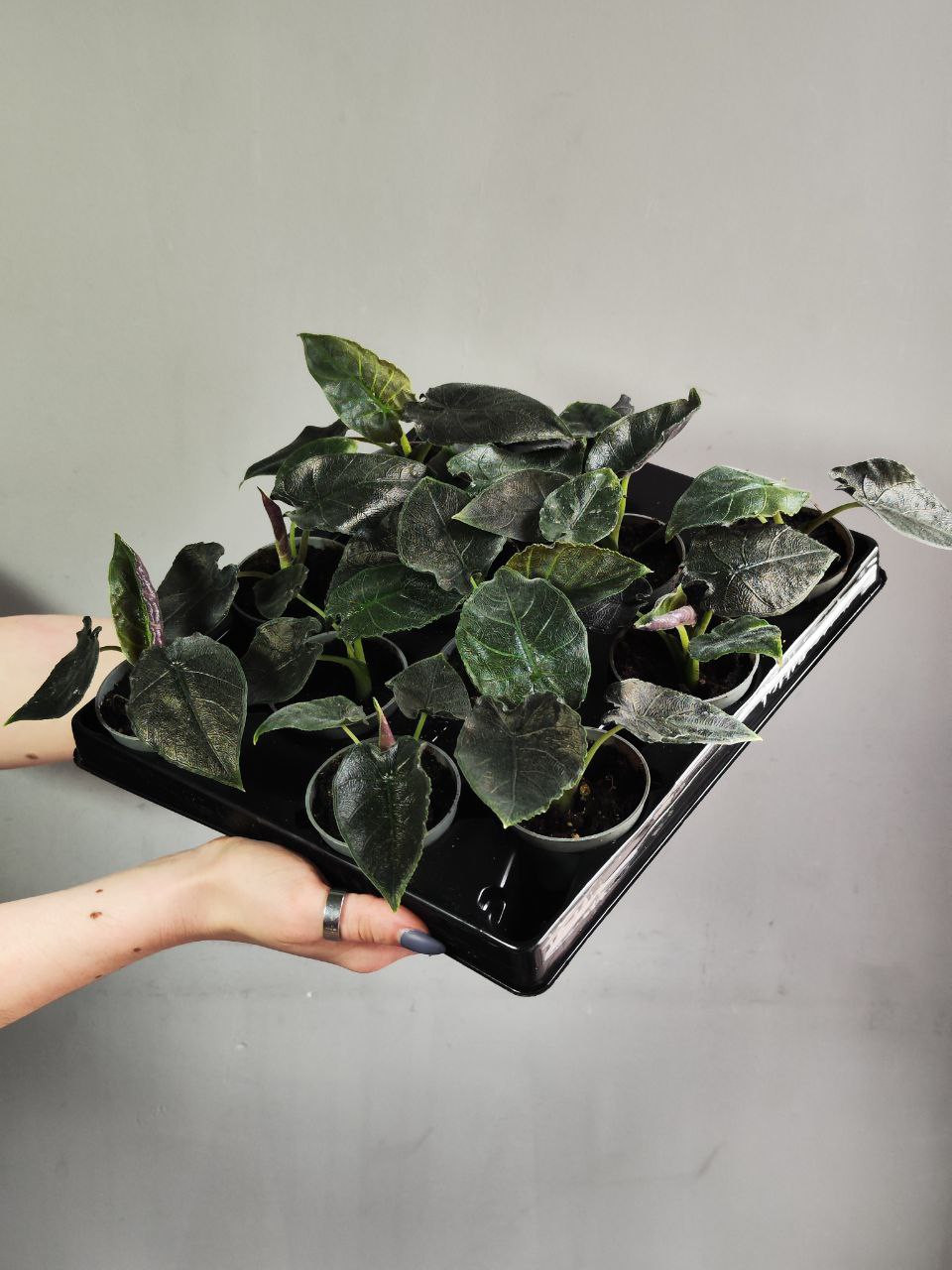 Алоказия Анторо Вельвет (Alocasia Antoro Velvet) D6см