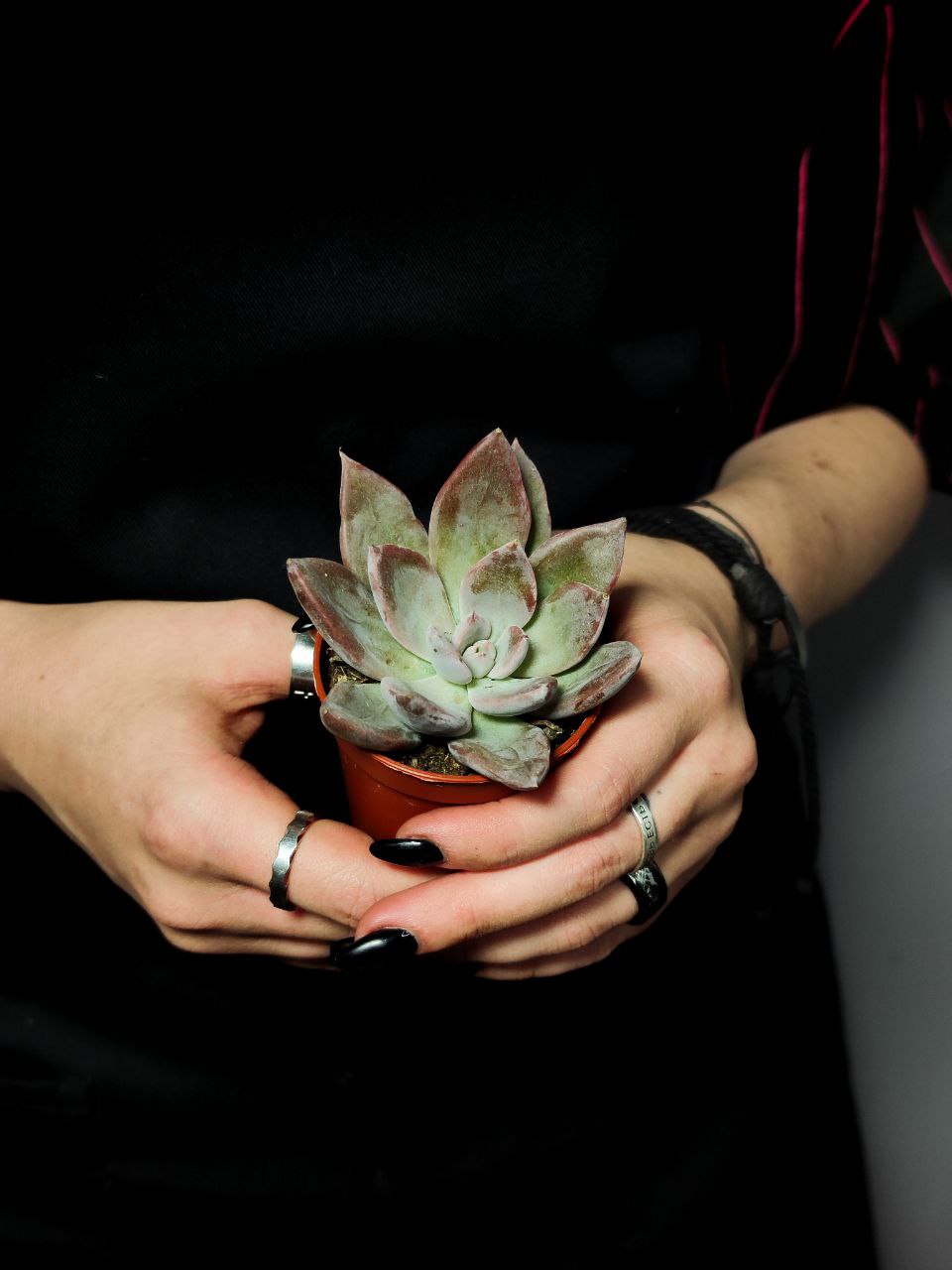Эхеверия Сильвер Шайн (Echeveria Silver Shine) D5см