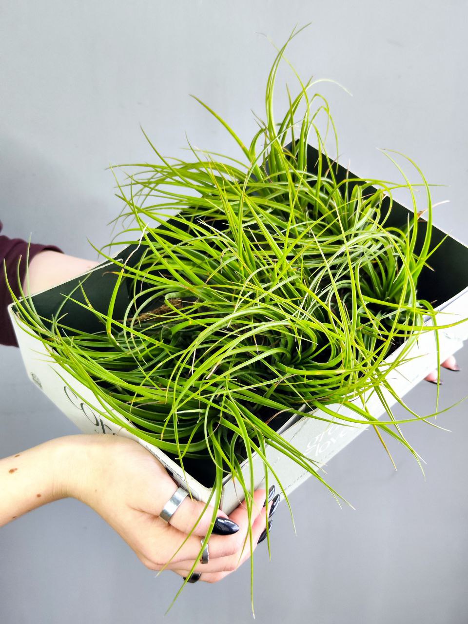 Тилландсия Меланократер Грин (Tillandsia Melanocrater Green)