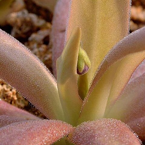 Жирянка Афродита (Pinguicula Aphrodite) D5см