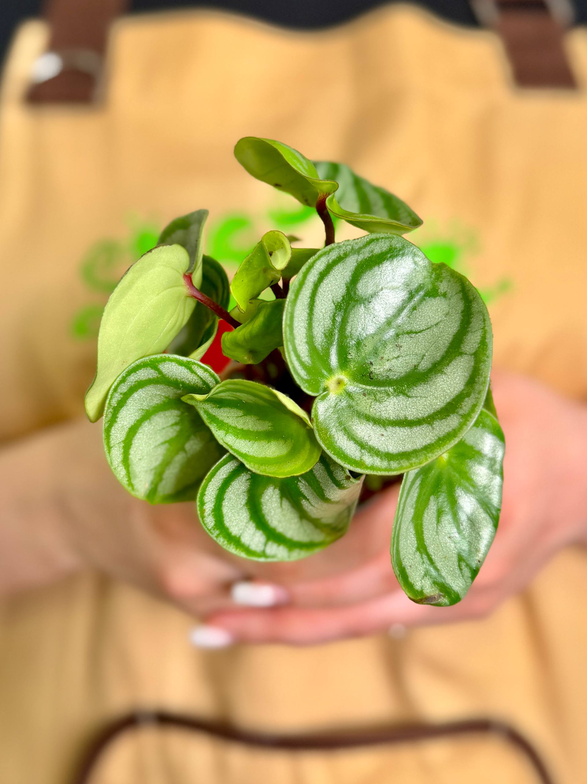 Пеперомия Арбузная (Peperomia Argyreia Watermelon) D6см