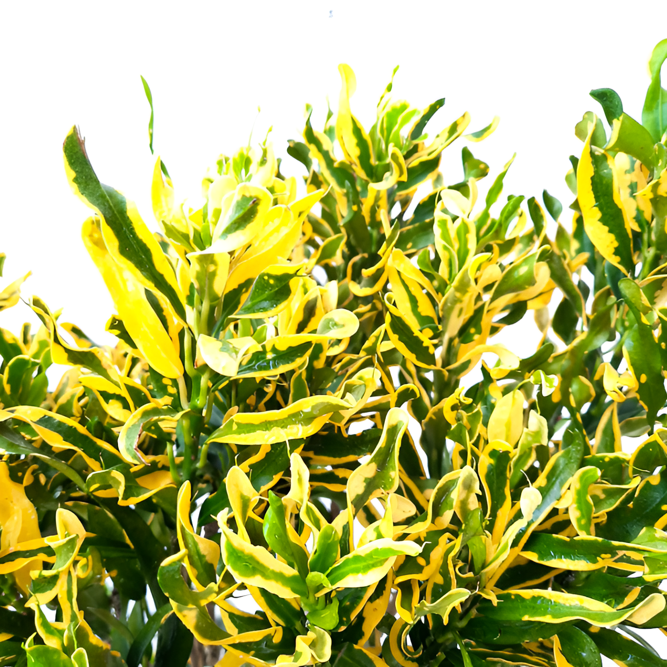 Кодиеум Мамми Йеллоу (Codiaeum Mammy Yellow) D12см