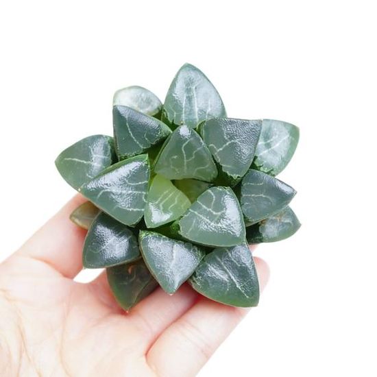 Хавортия Баера Мунстоун (Haworthia Bayeri Moonstone) D5см