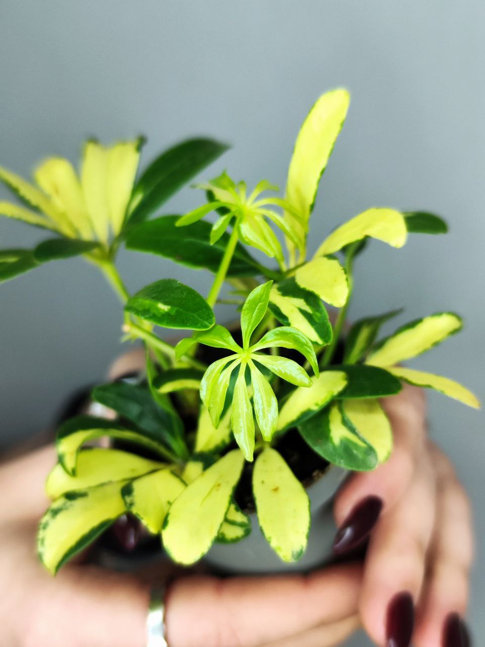 Шеффлера Мадам де Смет (Schefflera Madame De Smet) D6см