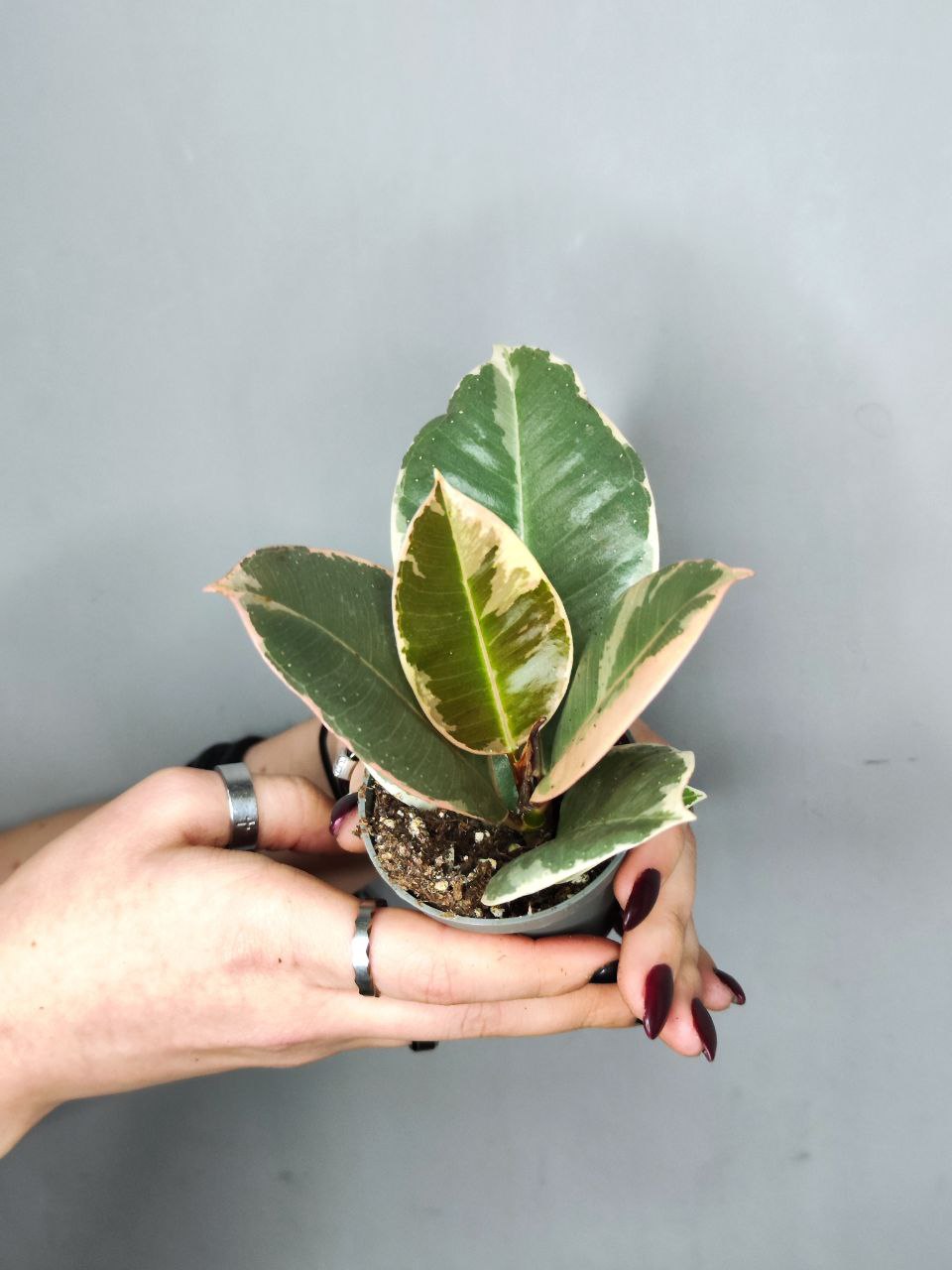 Фикус Эластика Тинеке (Ficus Elastica Tineke) D6см