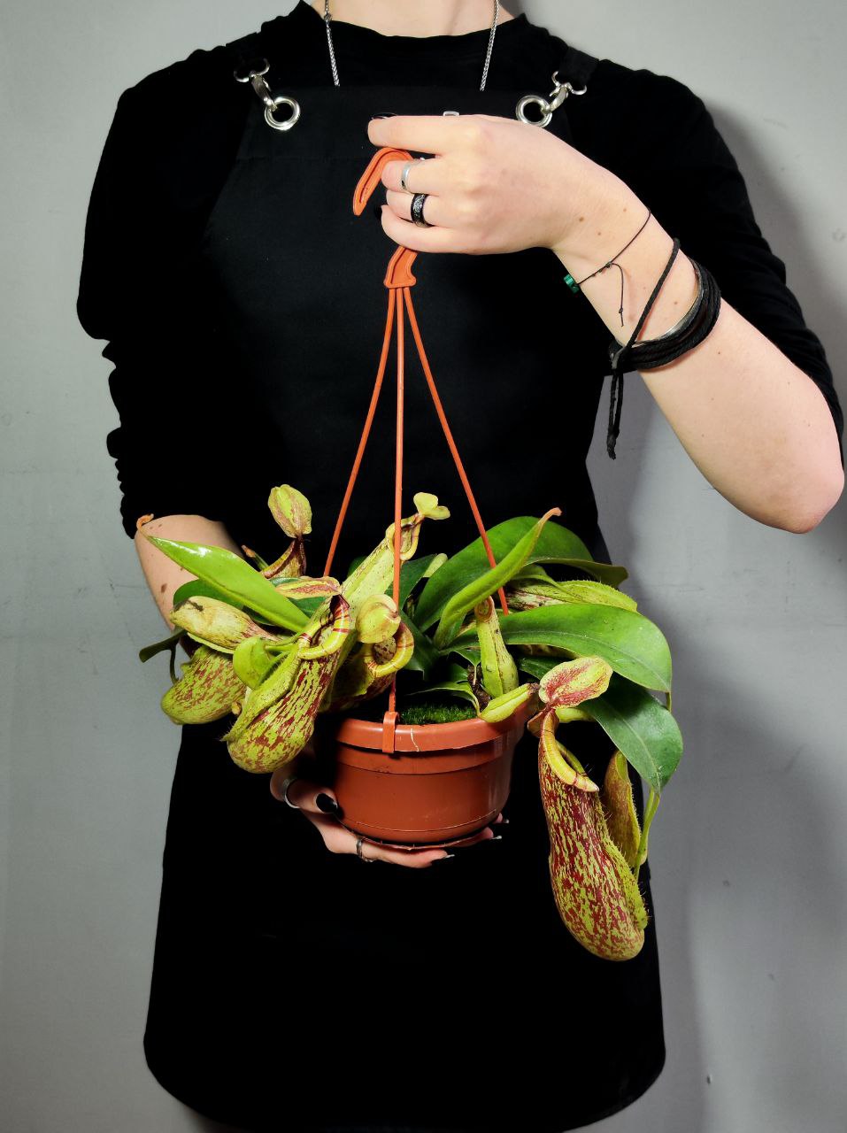 Непентес Мохито (Nepenthes Mojito) D14см