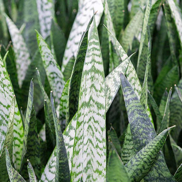 Сансевиерия Зейланика Фан (Sansevieria Zeylanica Fan) D12см