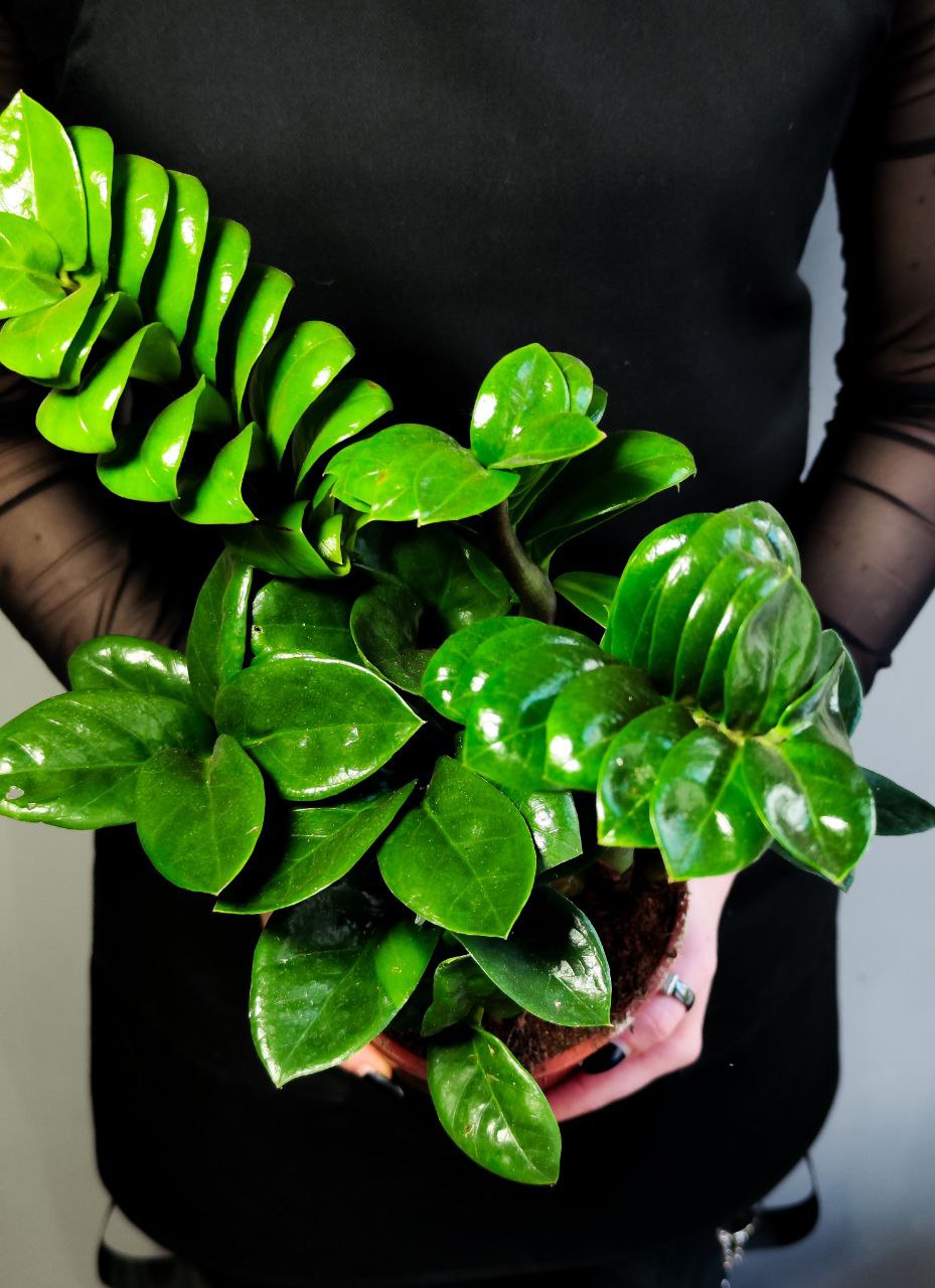 Замиокулькас Зензи (Zamioculcas Zenzi) D14см