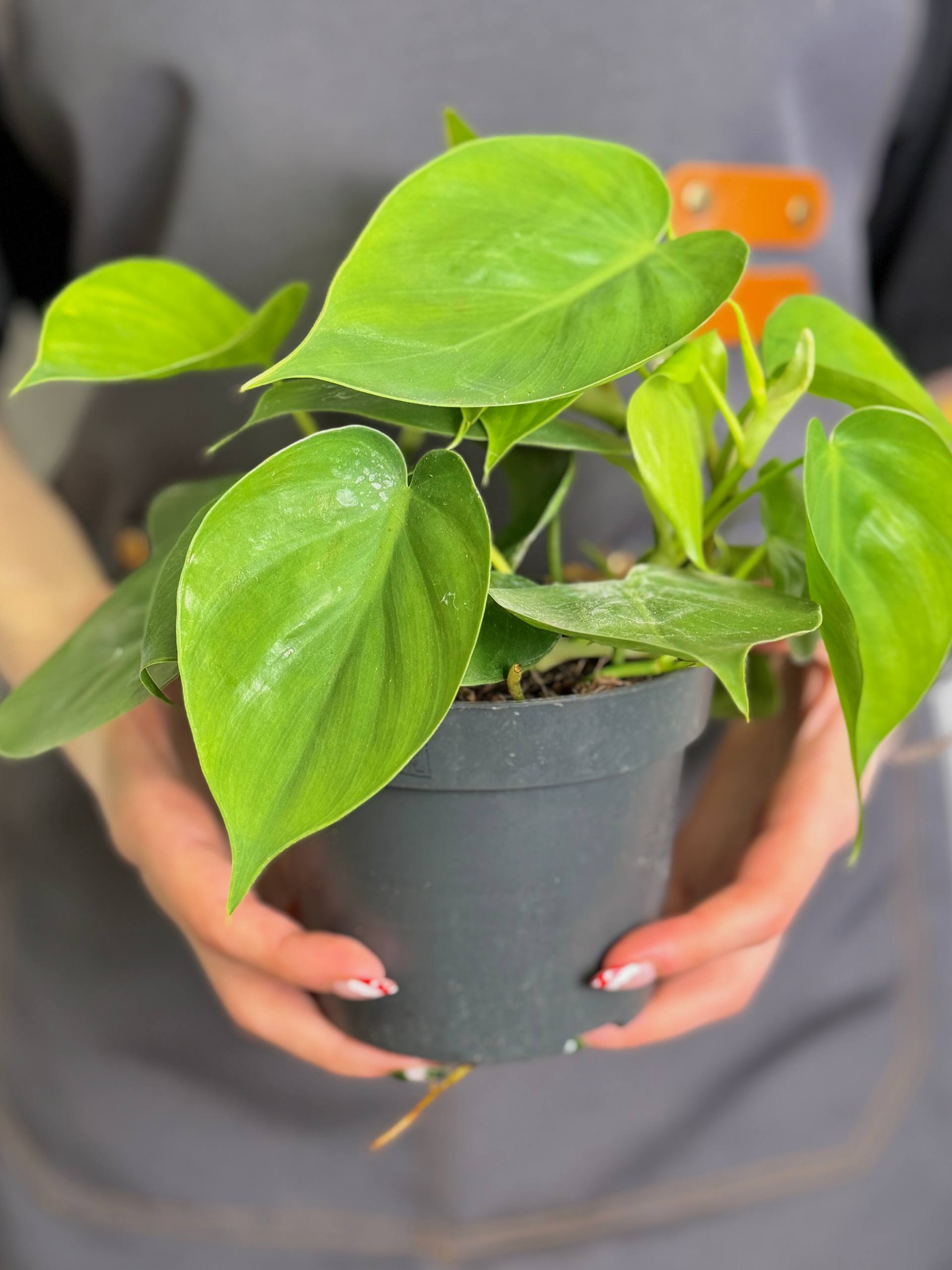 Филодендрон Сканденс Зелёный, или Сердцелистный Зеленый (Philodendron Scandens Green) D12см