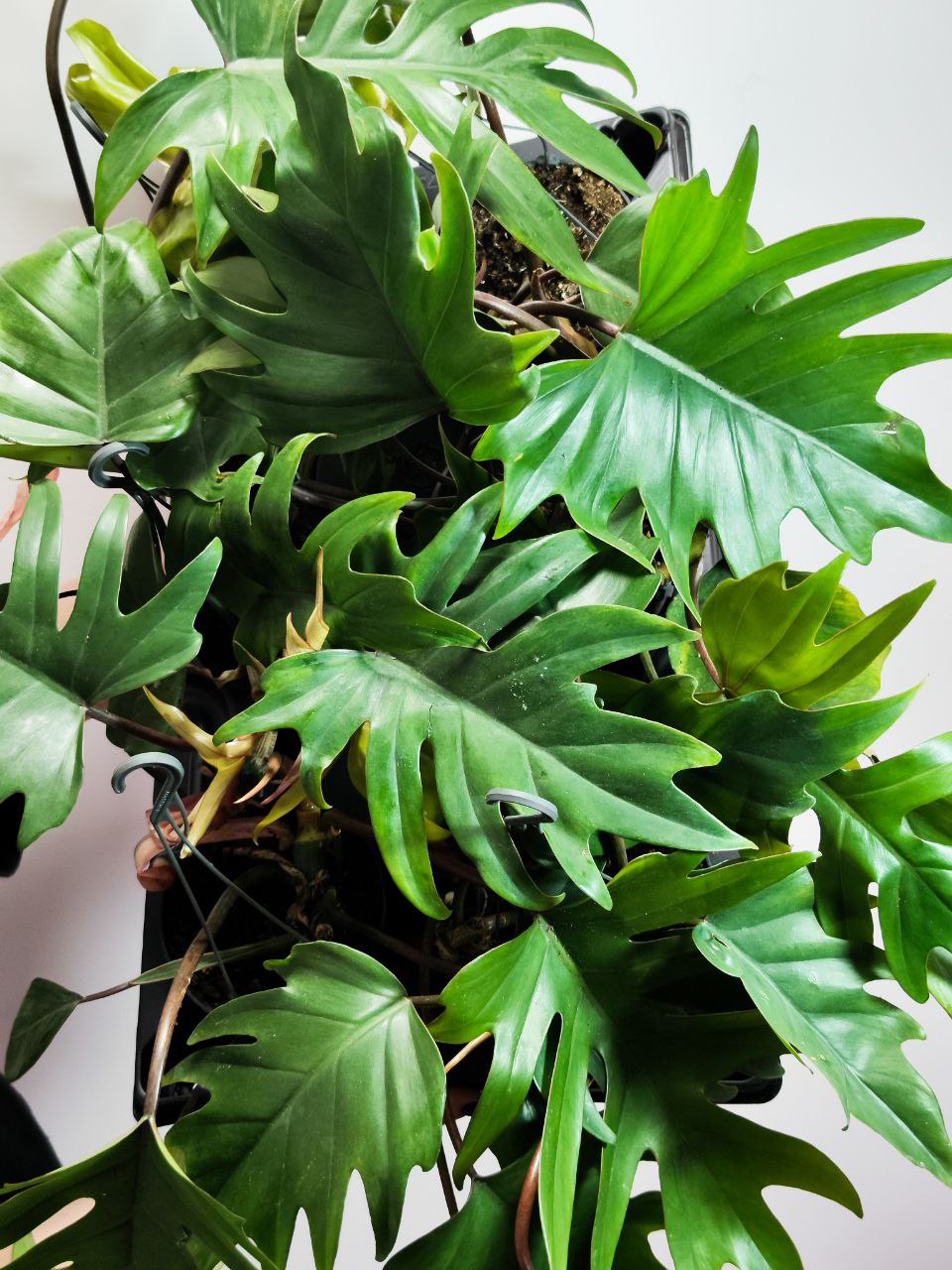 Филодендрон Майо (Philodendron Mayoi) D12см