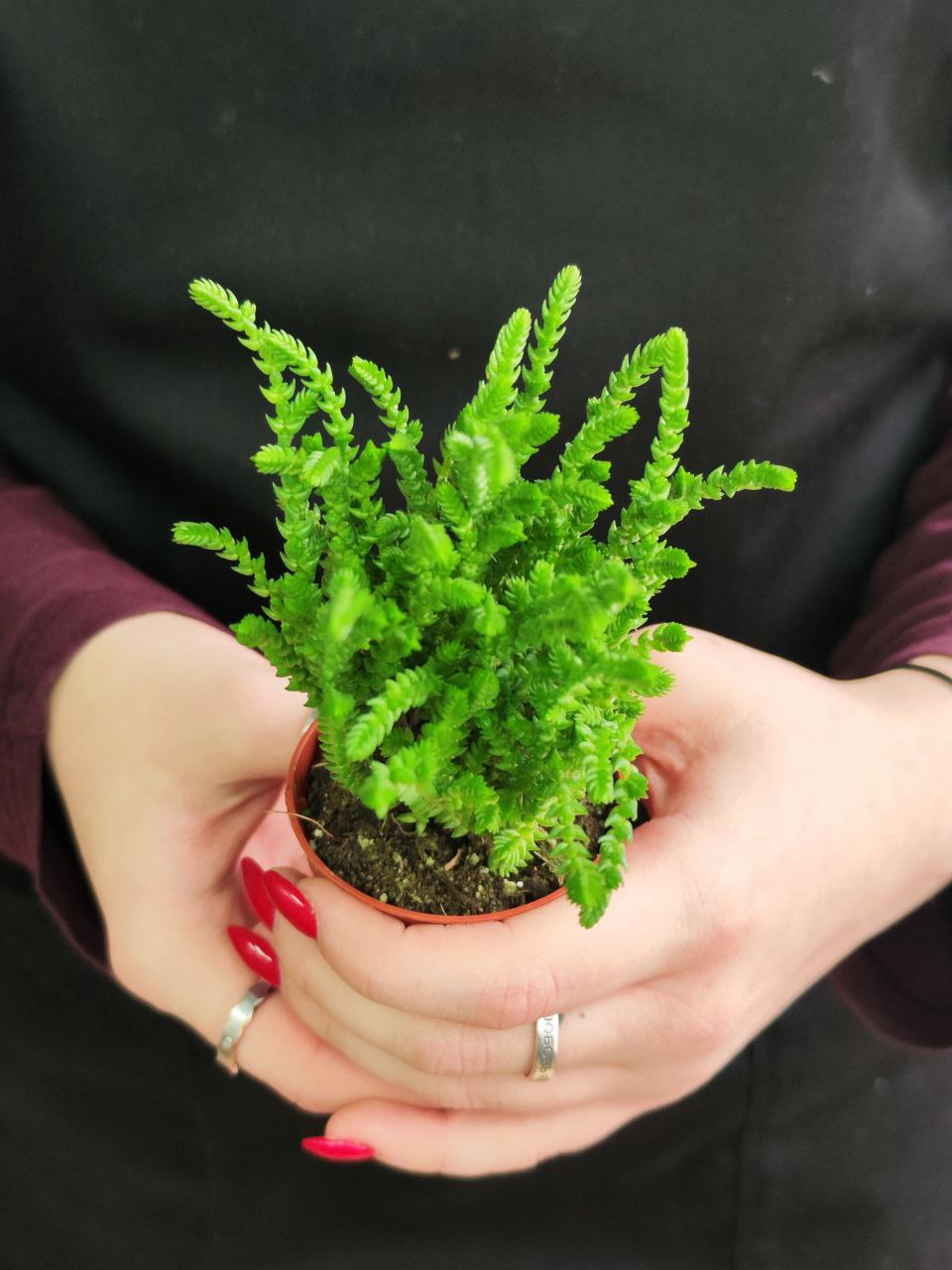Крассула Плауновидная (Crassula lycopodioides) D5см