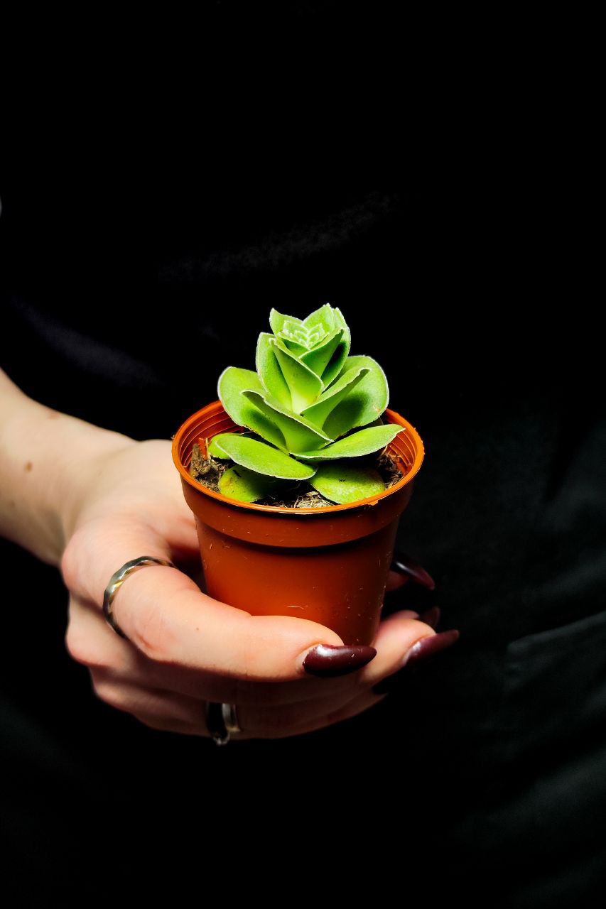 Крассула Капителла Туррита (Crassula Capitella Turrita) D5см